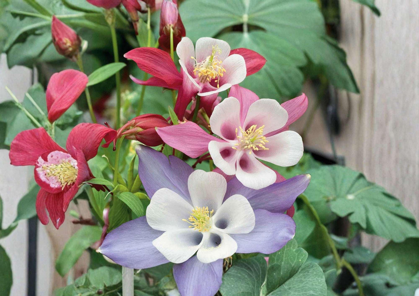 200+ McKana Giants Columbine Seeds Perennial Mix, Colorful Aquilegia Flowers for Shade Gardens
