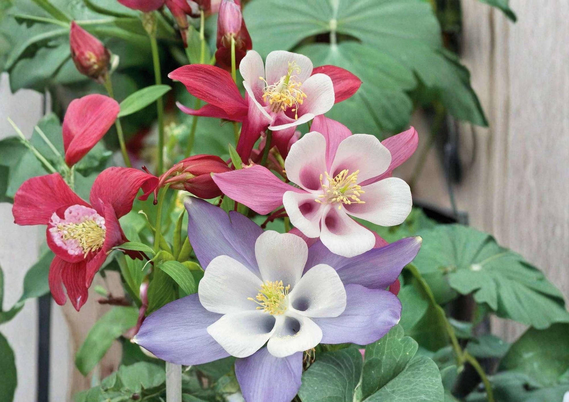 200+ McKana Giants Columbine Seeds Perennial Mix, Colorful Aquilegia Flowers for Shade Gardens, Butterfly and Bee Attractant