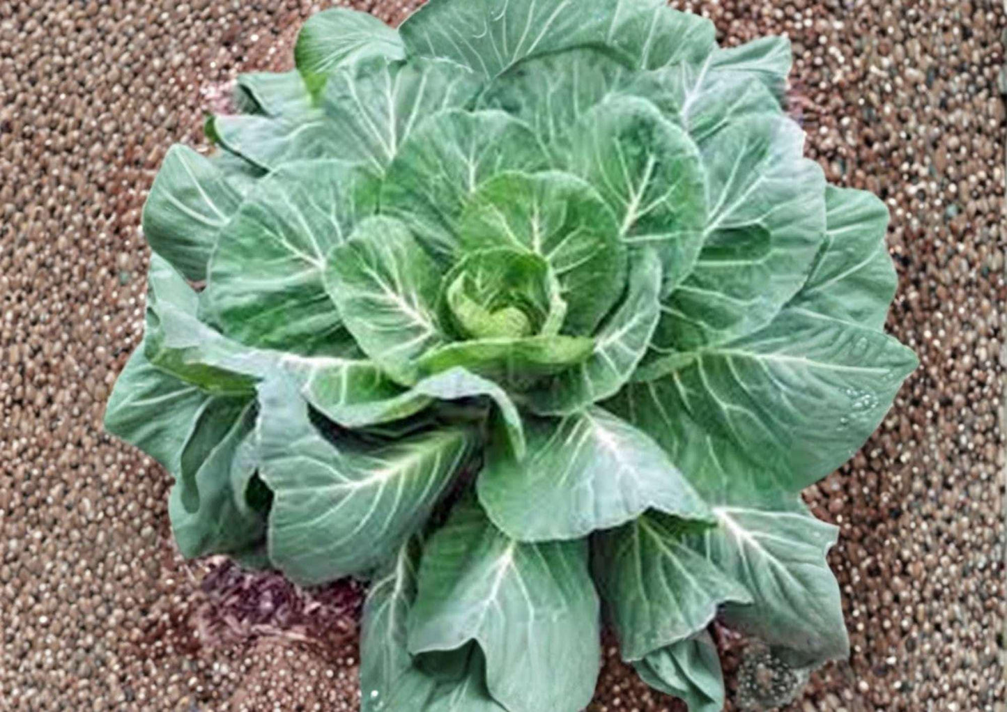Heirloom Collard Greens Seeds – 200+ Large Tender Leaves, Cold Hardy, Southern Greens Variety, Brassica oleracea