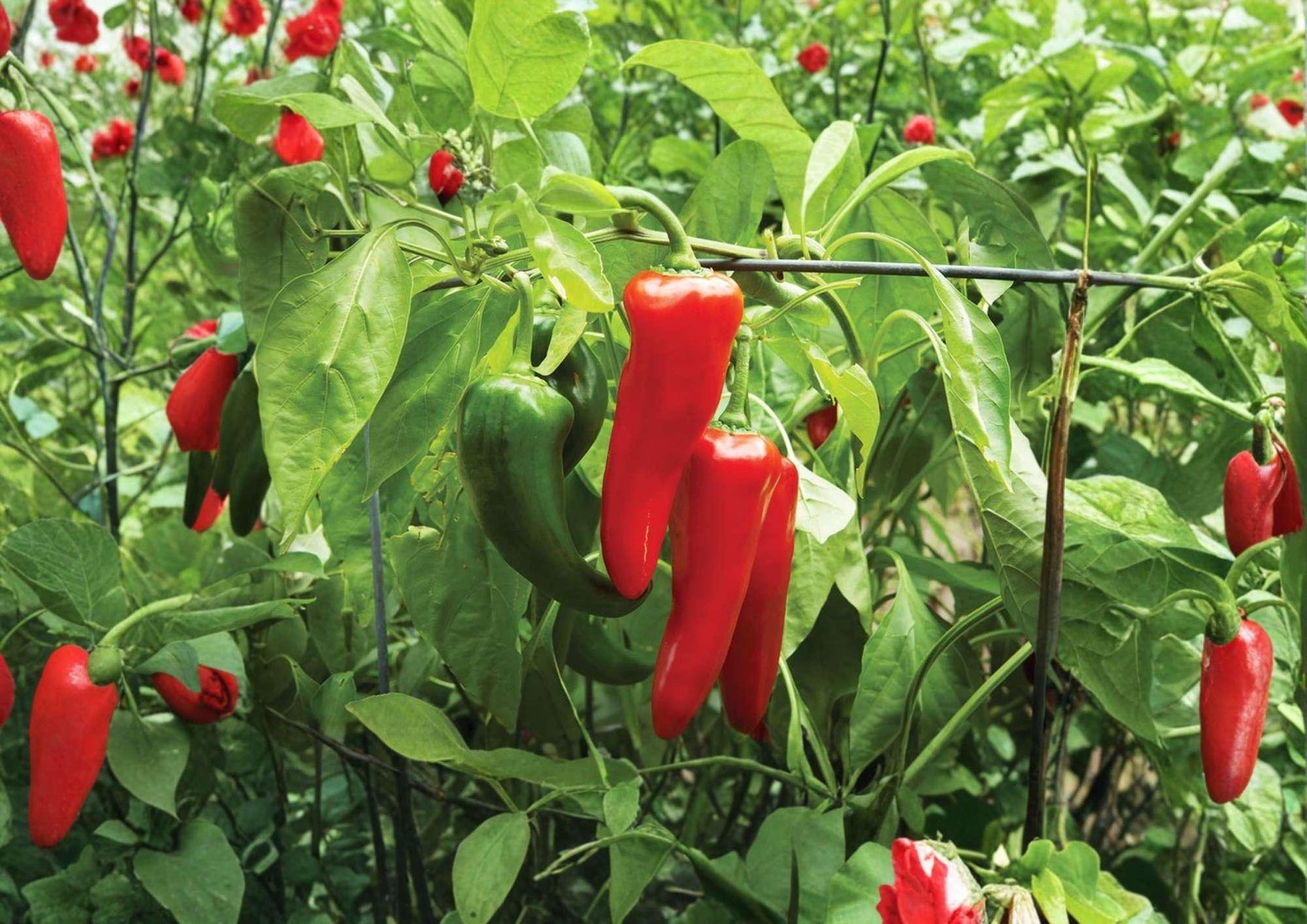 50+ Cubanelle Sweet Frying Pepper Seeds | Heirloom Light Green Mild Italian Vegetable Seeds for Garden Planting