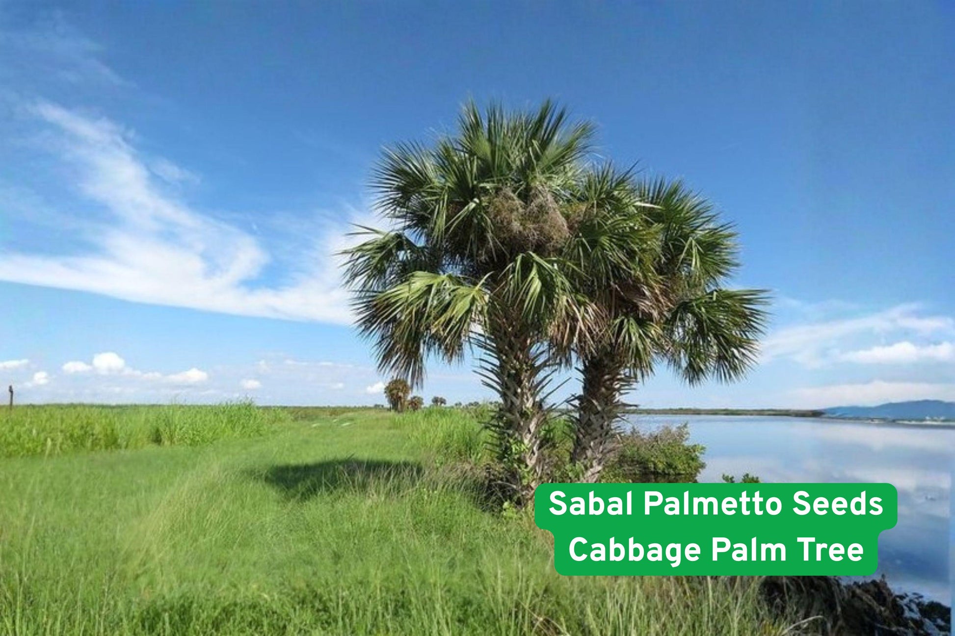 sabal palmetto seeds, cabbage palm seeds, tropical palm tree, hardy palm seeds, coastal landscape plant, blue green foliage, fan leaf palm, southern palm tree, salt tolerant palm, outdoor palm seeds, palm collection plant, drought tolerant palm, tropical garden plant
