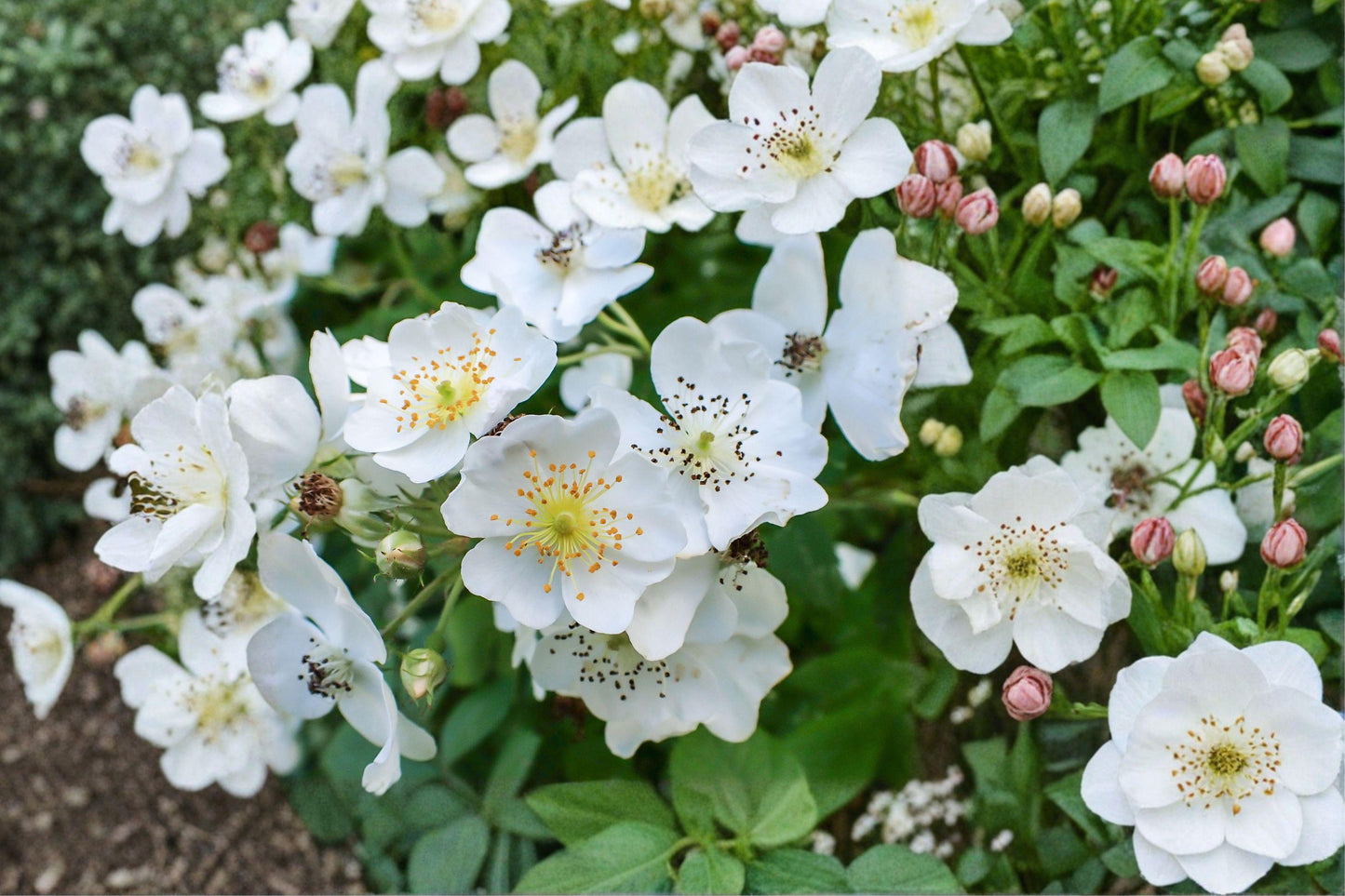White Climbing Rose Bare Root Plant – Rosa spp. Perennial Flowering Shrub for Fences & Trellises