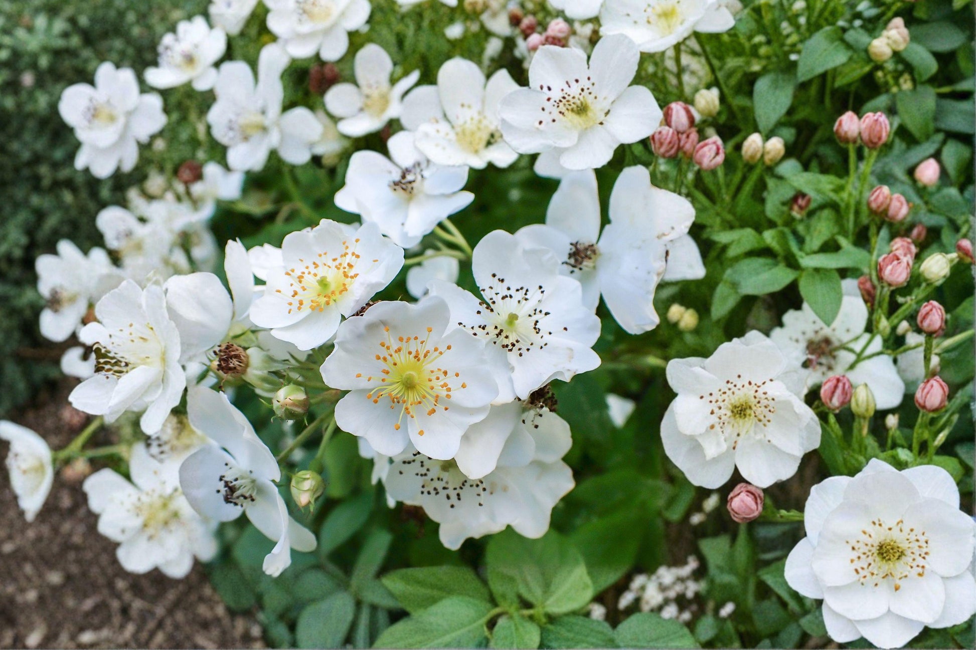 White Climbing Rose Bare Root Plant – Rosa spp. Perennial Flowering Shrub for Fences & Trellises