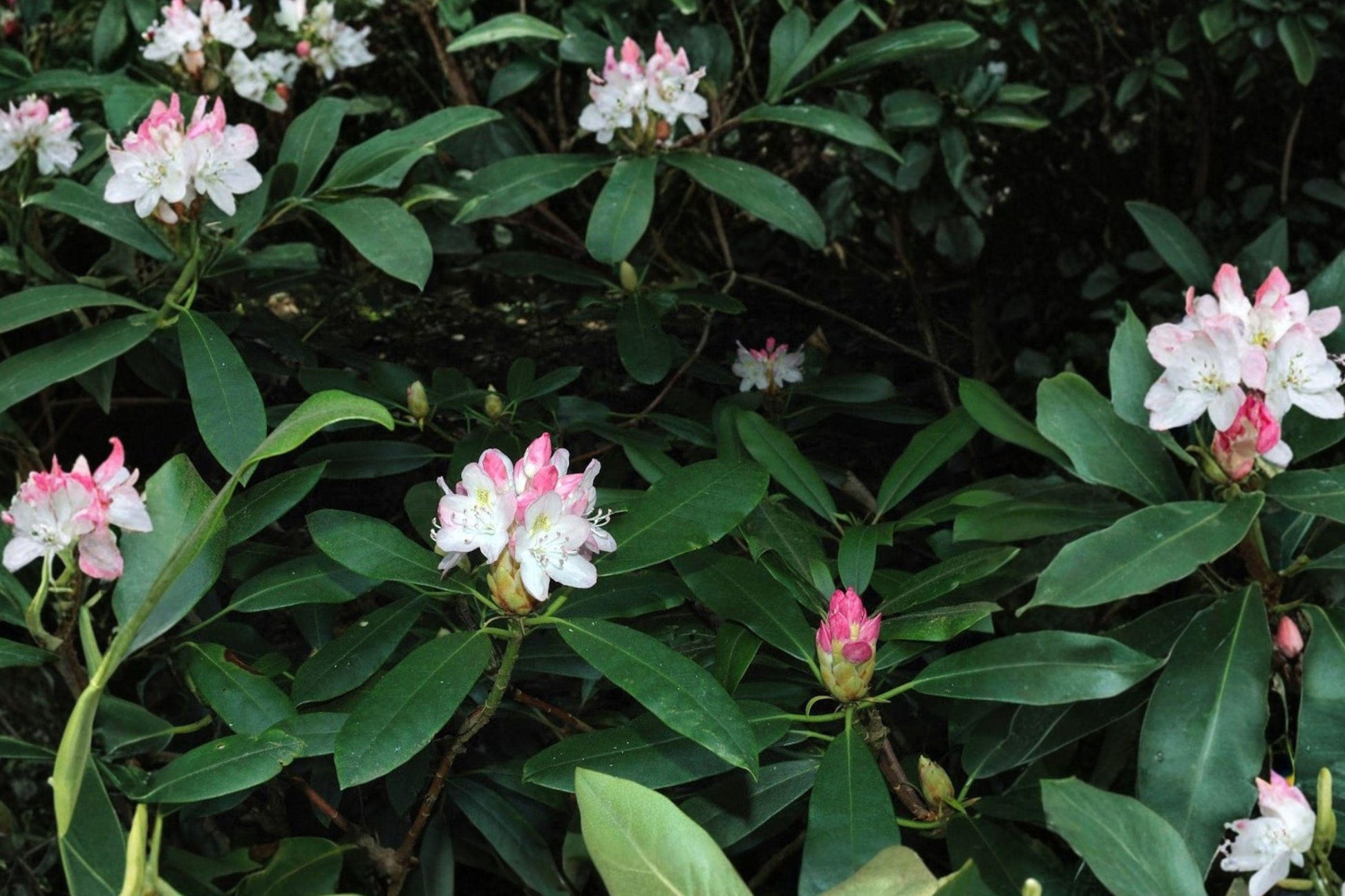 Rhododendron maximum Evergreen Shrub – Great Laurel Live Plant in Bare Root, Partial Shade, White to Pink-Purple Flowers