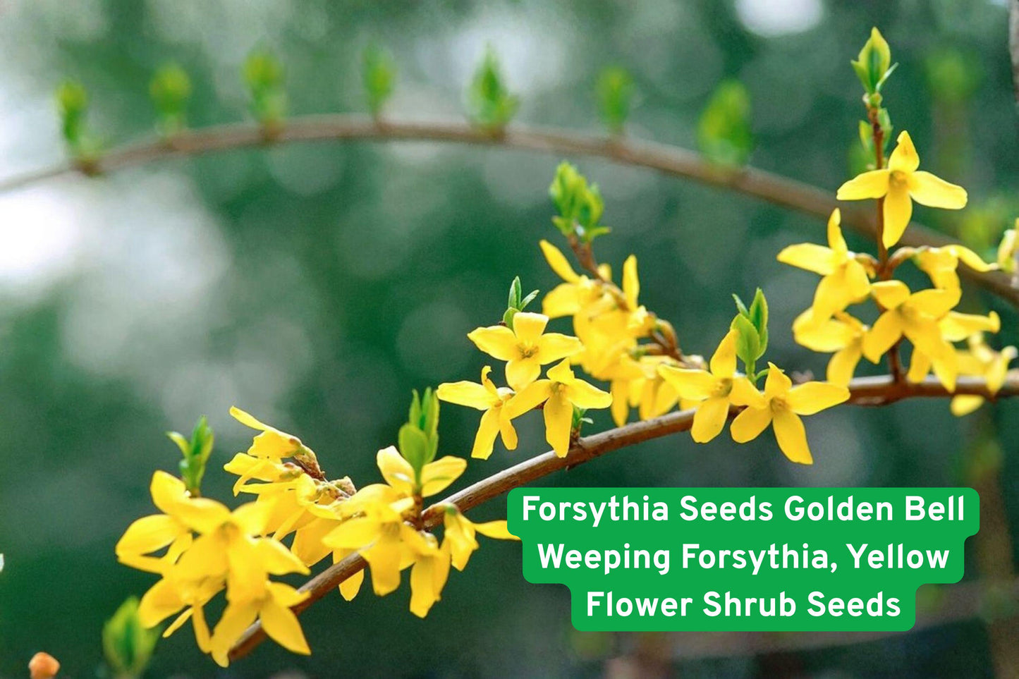 forsythia seeds, yellow flowering shrub, spring bloom plant, hedge shrub seeds, ornamental garden shrub, fast growing hedge, outdoor flowering plant, yellow spring flowers, privacy screen shrub, arching branch plant, cottage garden shrub, pollinator friendly plant, landscape border shrub