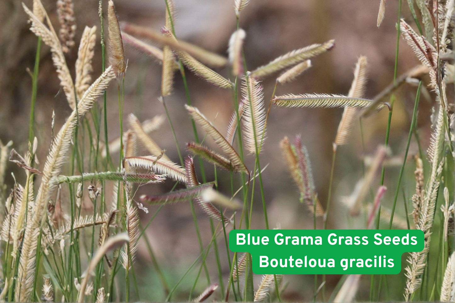 blue grama grass seeds, native prairie grass, drought tolerant seeds, ornamental grass seeds, low water lawn, xeriscape grass, erosion control seeds, wildlife habitat grass, native landscaping seeds, prairie restoration seeds, ornamental seed heads, drought resistant grass, sustainable lawn seeds