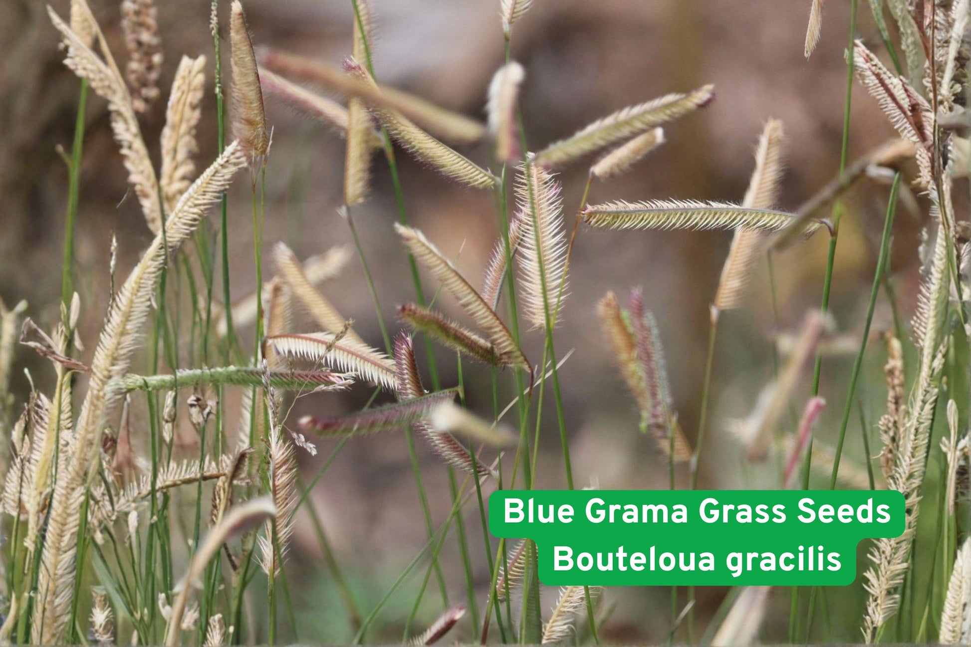 blue grama grass seeds, native prairie grass, drought tolerant seeds, ornamental grass seeds, low water lawn, xeriscape grass, erosion control seeds, wildlife habitat grass, native landscaping seeds, prairie restoration seeds, ornamental seed heads, drought resistant grass, sustainable lawn seeds