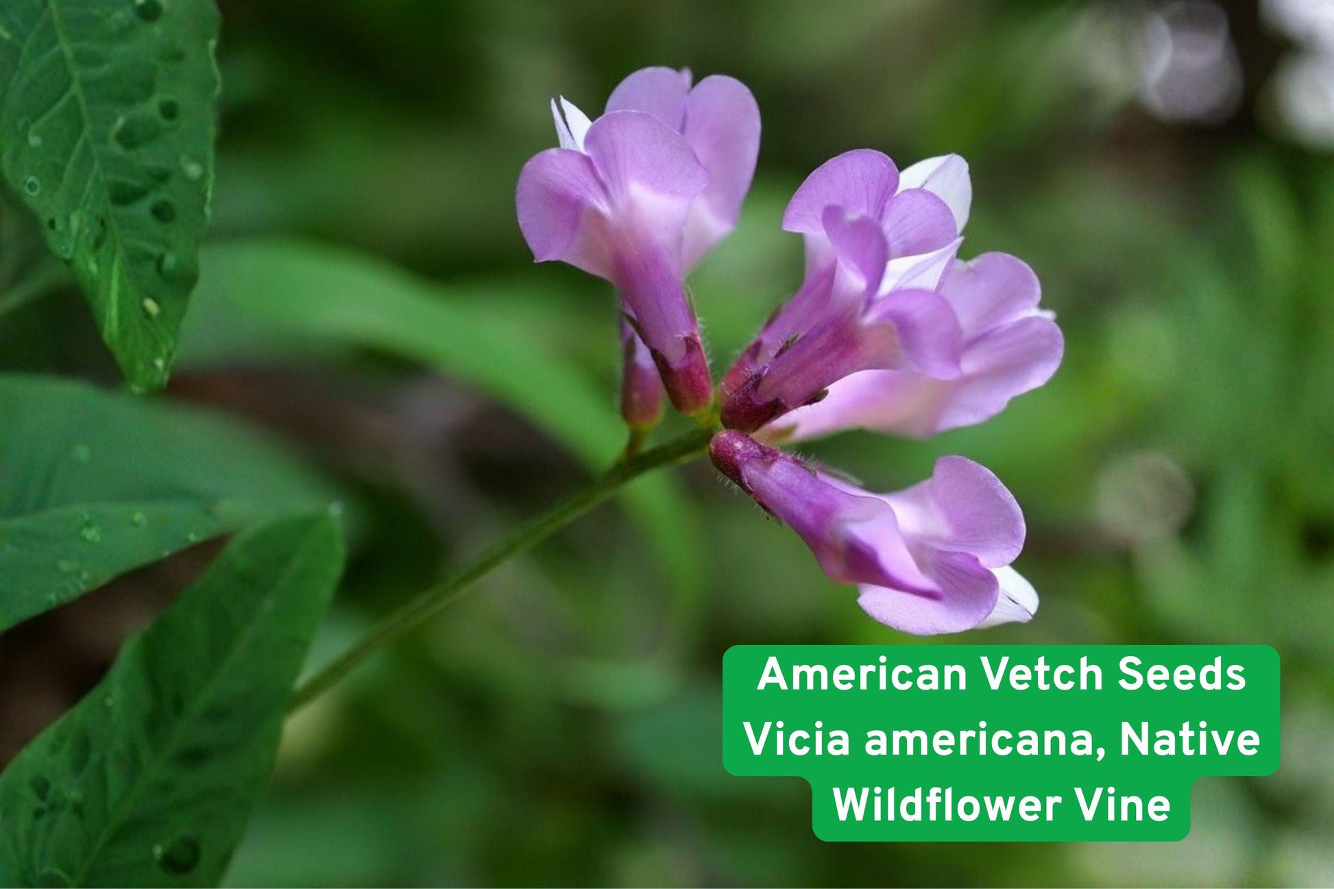 American Vetch Seeds, Native Wildflower Vine, Purple Flower Seeds, Cover Crop Seeds, Pollinator Garden Seeds, Erosion Control Seeds, Native Legume Seeds, Wildflower Vine Seeds, Prairie Restoration Seeds, Nitrogen Fixing Seeds, Wildlife Habitat Seeds, Perennial Vine Seeds, Sustainable Gardening Seeds