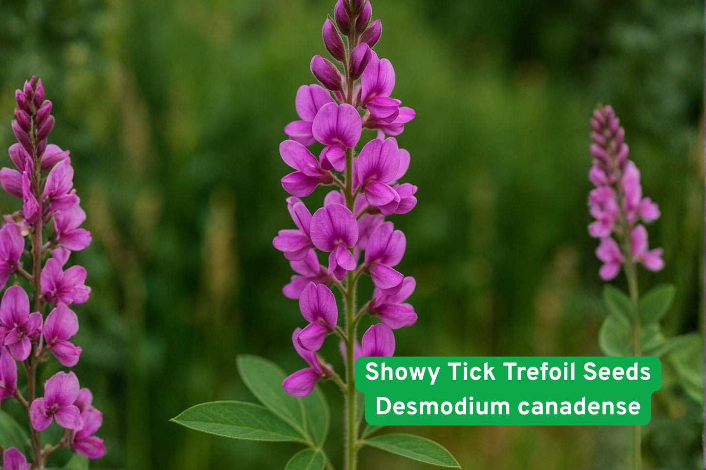 Showy Tick Trefoil seeds, native wildflower seeds, pink flower seeds, pollinator plant seeds, prairie restoration seeds, legume seed packet, native perennial seeds, wildflower meadow seeds, nitrogen-fixing seeds, bee and butterfly attractor, native plant seeds, eco-friendly garden seeds, wildlife habitat seeds