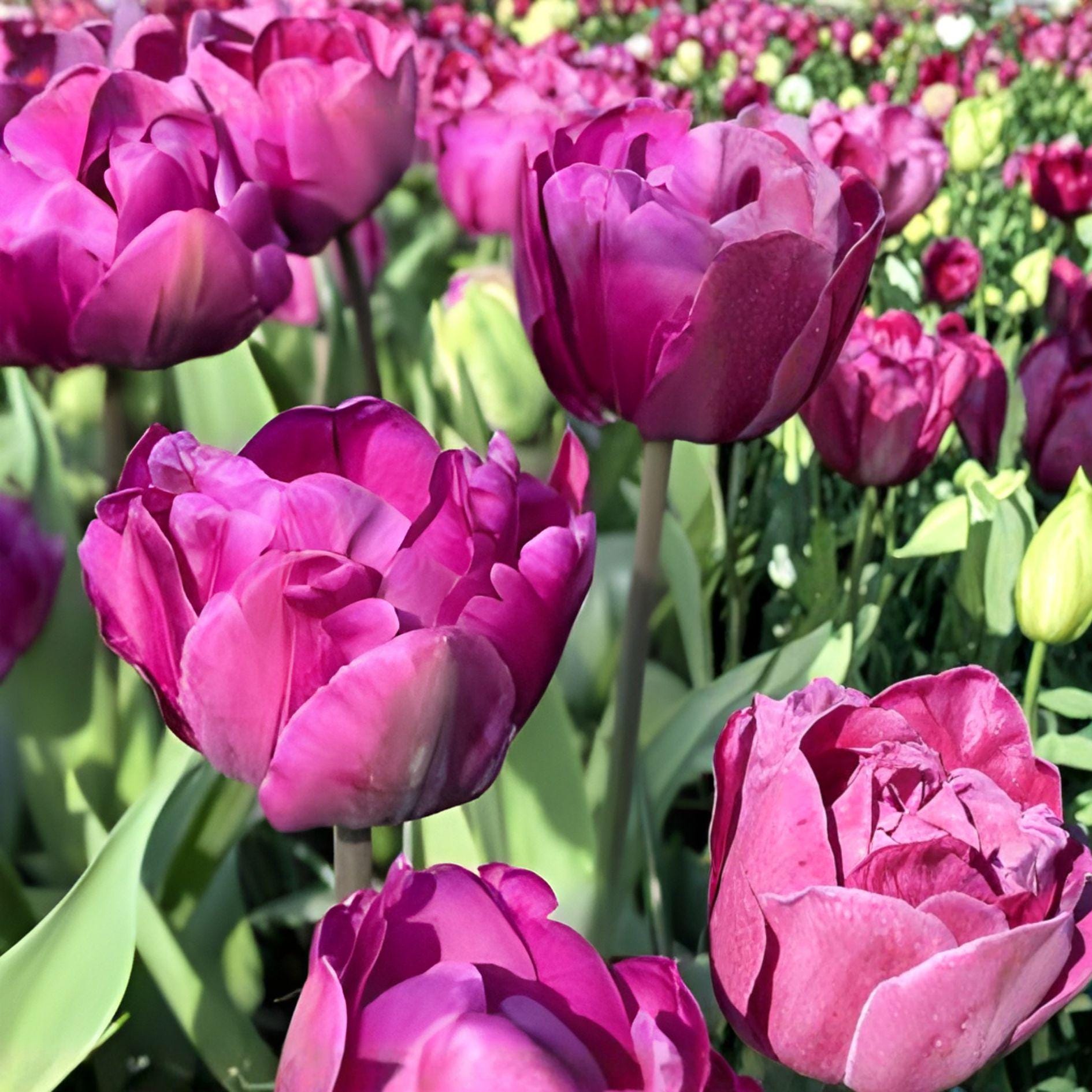 Purple Tulip Bulbs – 10 Spring Blooming Hardy Garden Flowers, Tulipa gesneriana