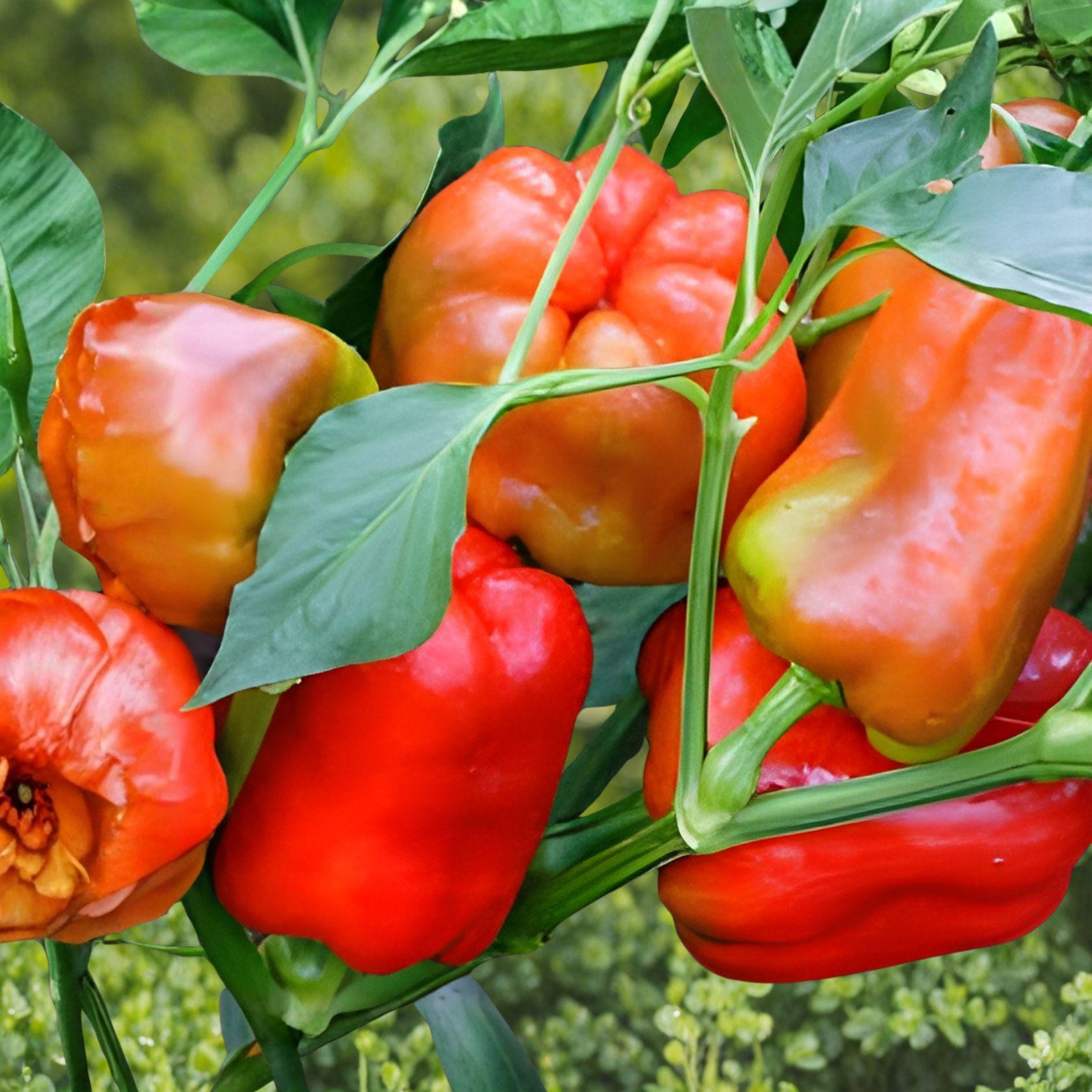 Ozark Giant Pepper Seeds – Large Sweet Bell Vegetable Seeds for Gardening, Heirloom Capsicum annuum
