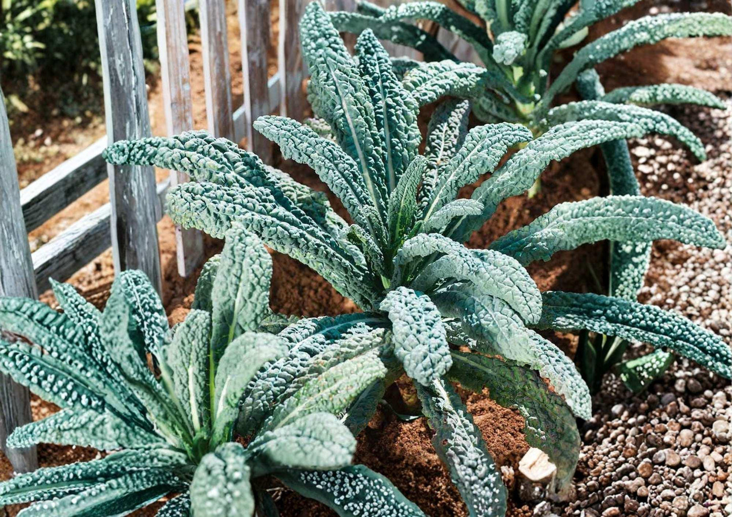 Blue Scotch Vates Kale Seeds – Heirloom Cold Hardy Curled Blue-Green Leaf Vegetable Seeds for Garden Planting