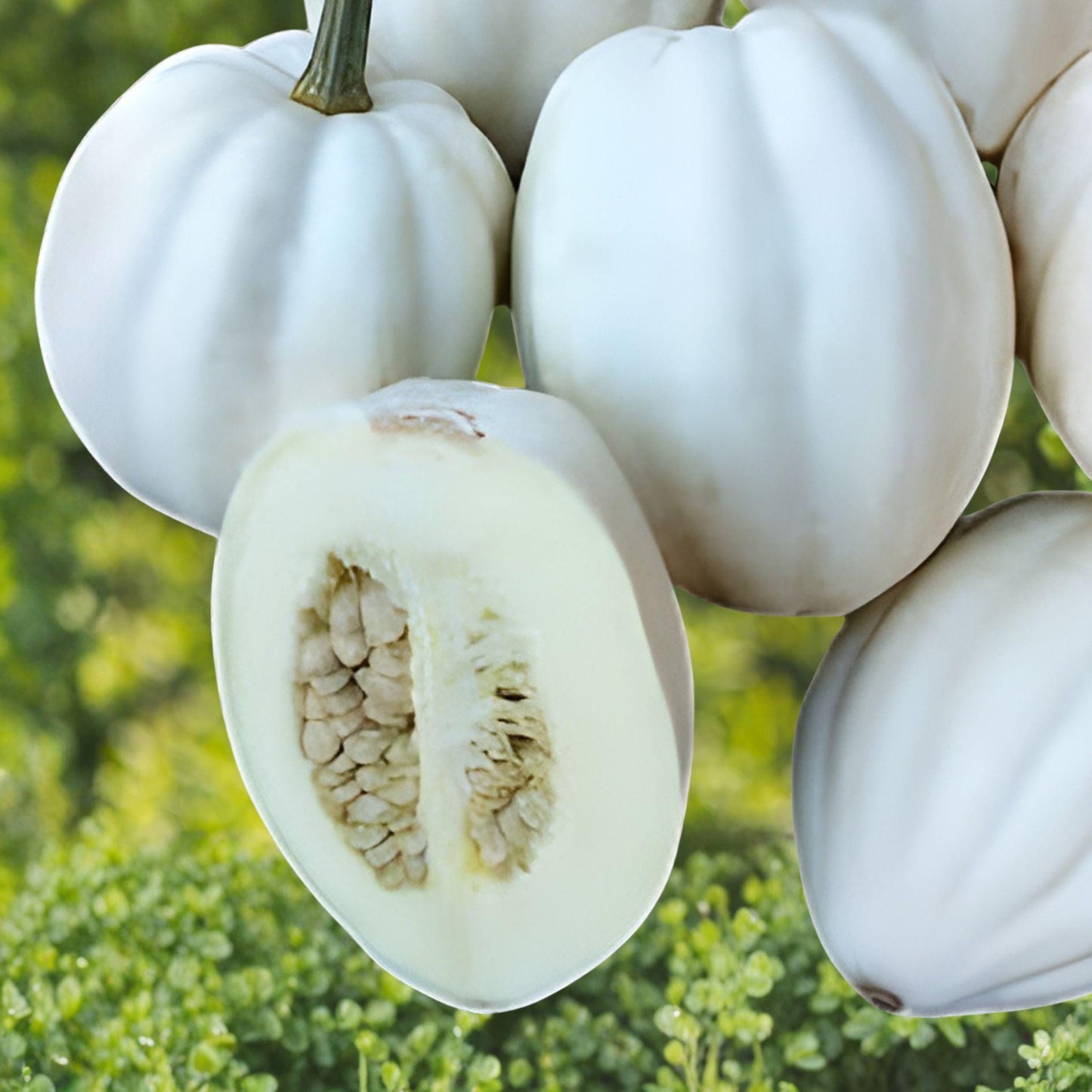 Mashed Potato Squash Seeds – White Acorn Gourmet Vegetable, Exotic White Acorn Cucurbita pepo