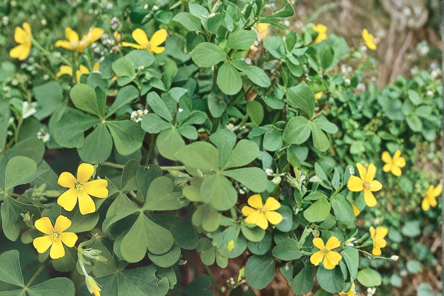 Yellow Wood Sorrel Seeds – Oxalis stricta Herbaceous Ground Cover, Yellow Flowers, Clovers, Native Plant Seed