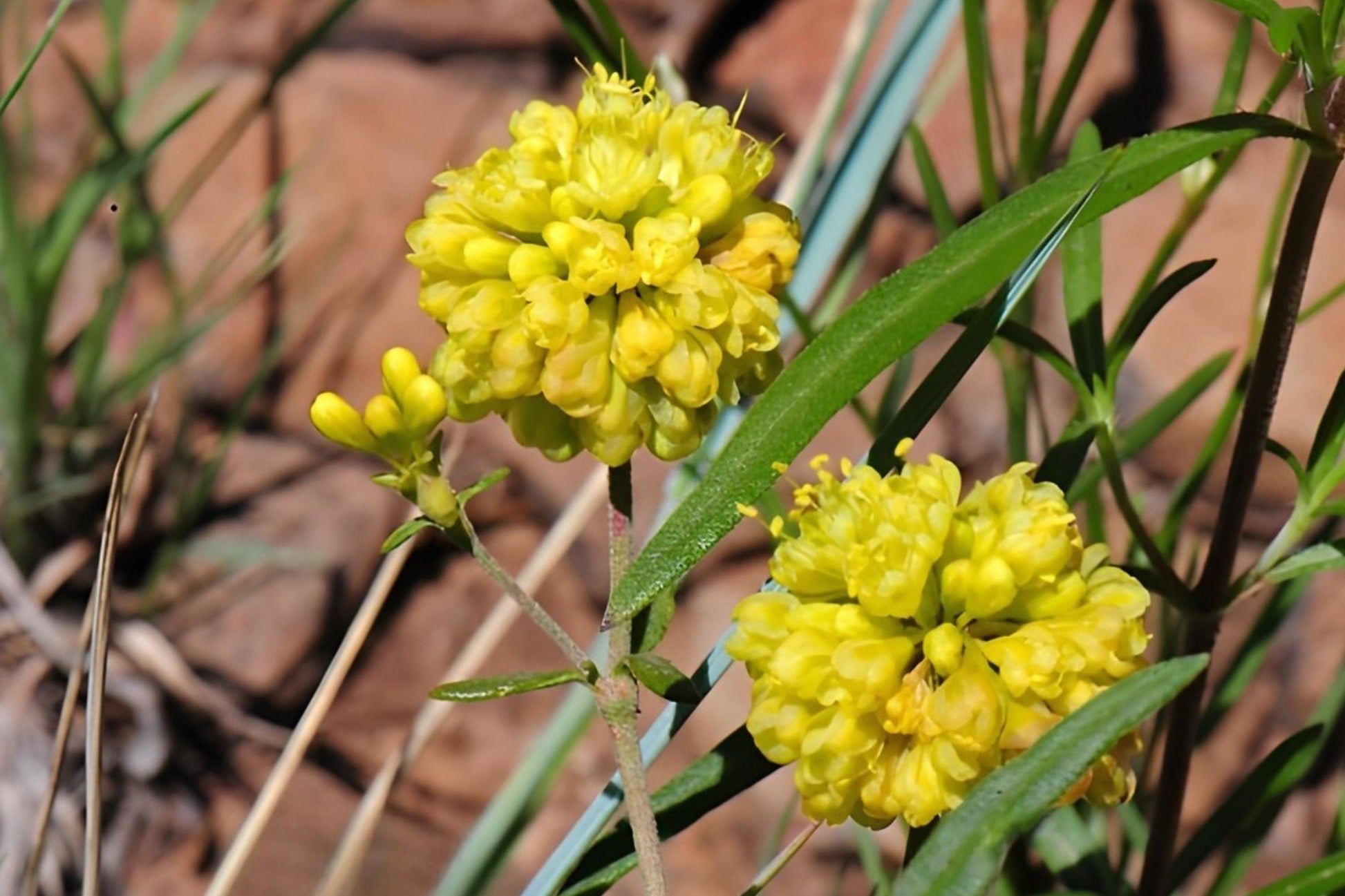 Sulfurflower Buckwheat Seeds (100) | Native Wildflower for Pollinators, Drought Tolerant, Eriogonum umbellatum