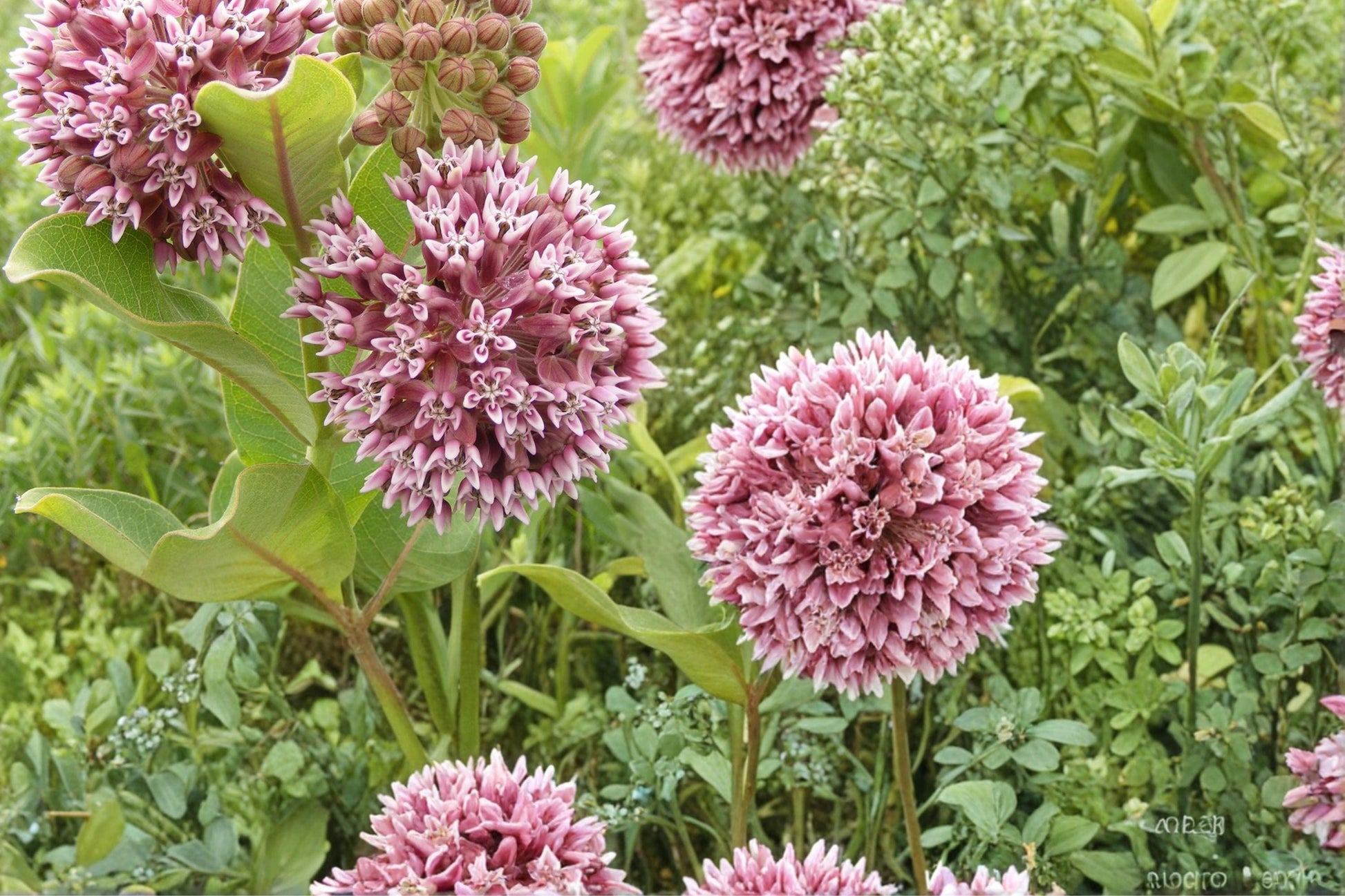 Common Milkweed Seeds – 15 Pack – Asclepias syriaca – Native perennial for pollinator gardens, wildflower meadows, prairie planting