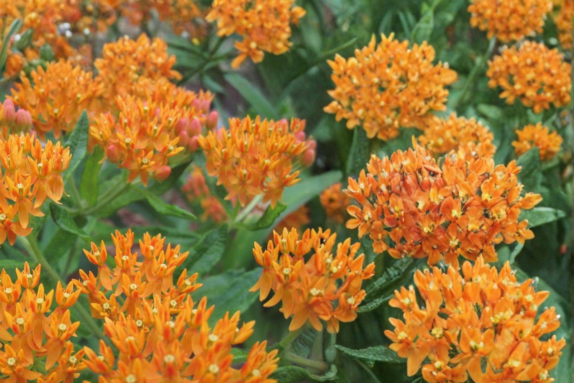 Butterfly Weed Seeds, Asclepias tuberosa, Native Perennial with Bright Orange Flowers, Pollinator and Butterfly Garden Plant