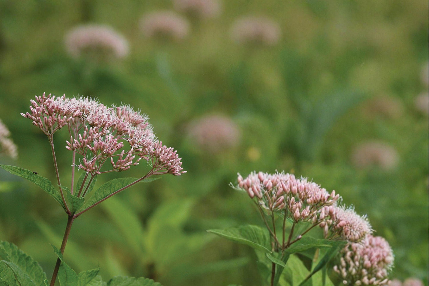 Hollow Joe Pye Weed Seeds – Eutrochium fistulosum Perennial with Mauve Pink Flower Clusters, Wetland & Meadow Plant