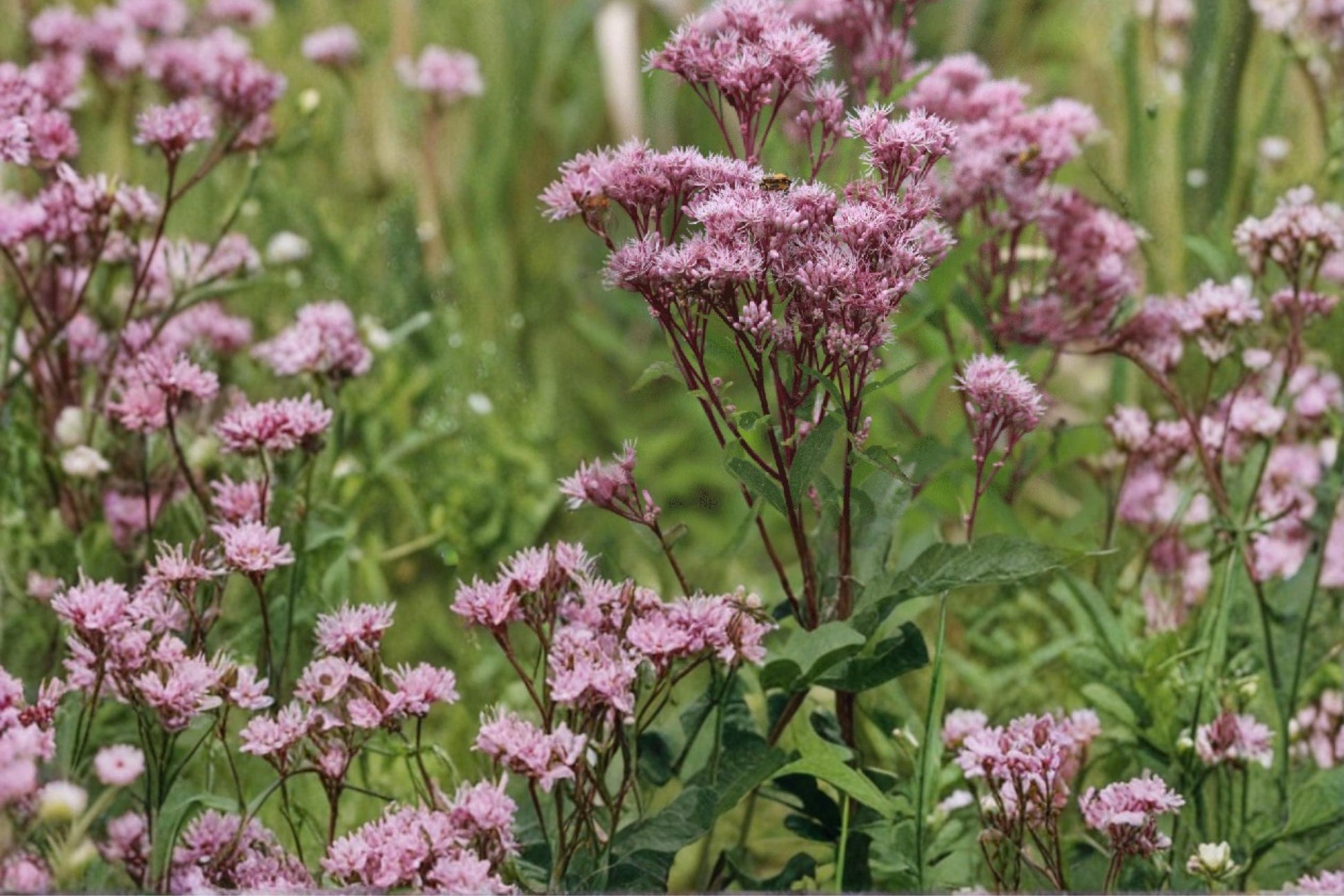 Joe Pye Weed Seeds – Eutrochium maculatum – Perennial Pink Mauve Flower Clusters for Gardens & Meadows