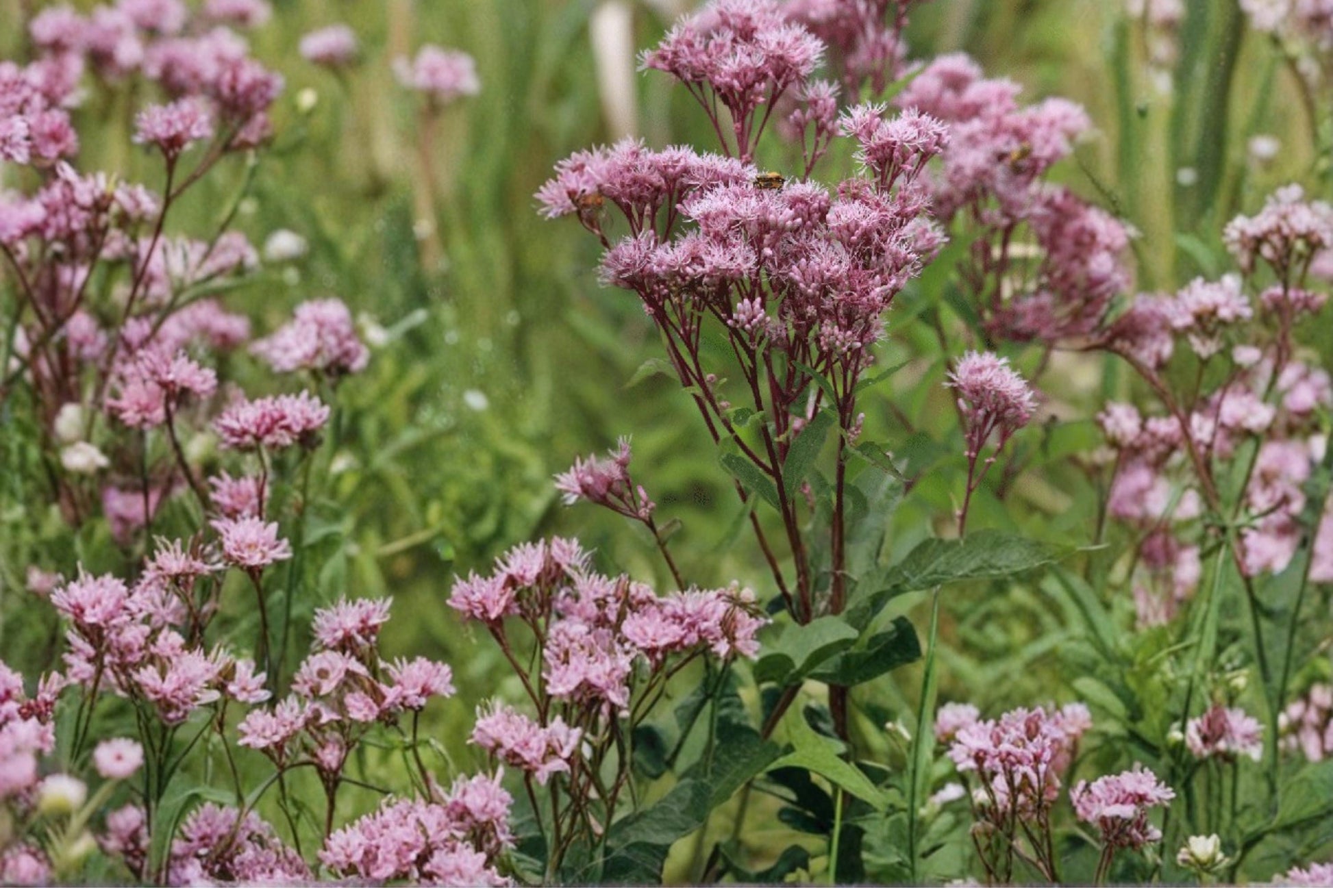 Joe Pye Weed Seeds – Eutrochium maculatum, Perennial Pink Mauve Flowers, Native Meadow Plant, Pollinator-Friendly Seed Pack