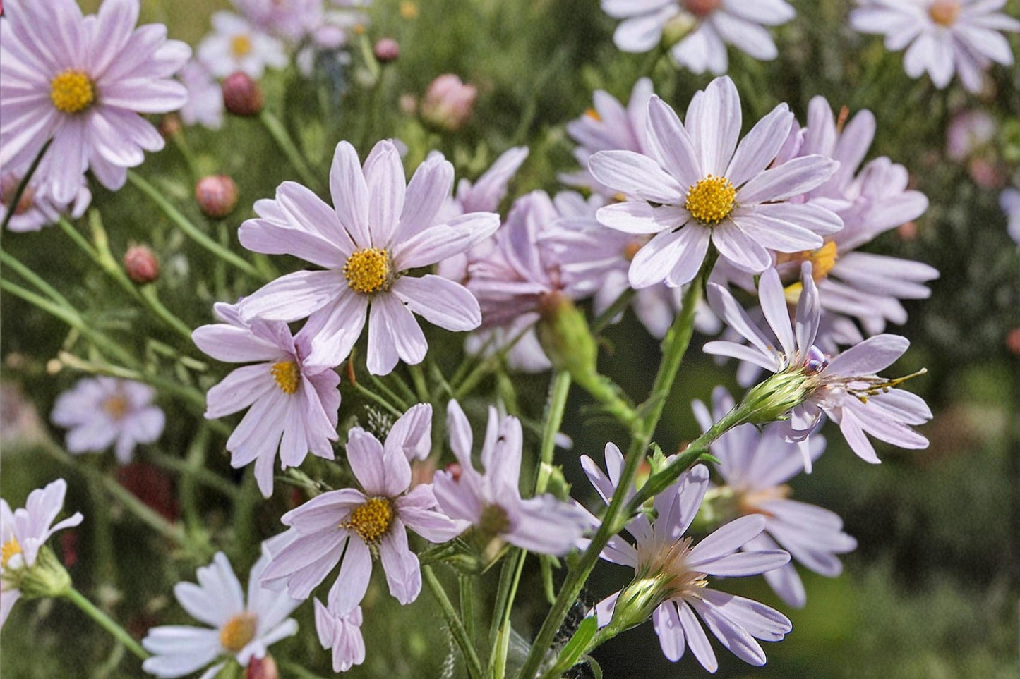 Drummond Aster Seeds – Symphyotrichum drummondii – Native Perennial with Lavender Flowers for Prairie & Border Gardens