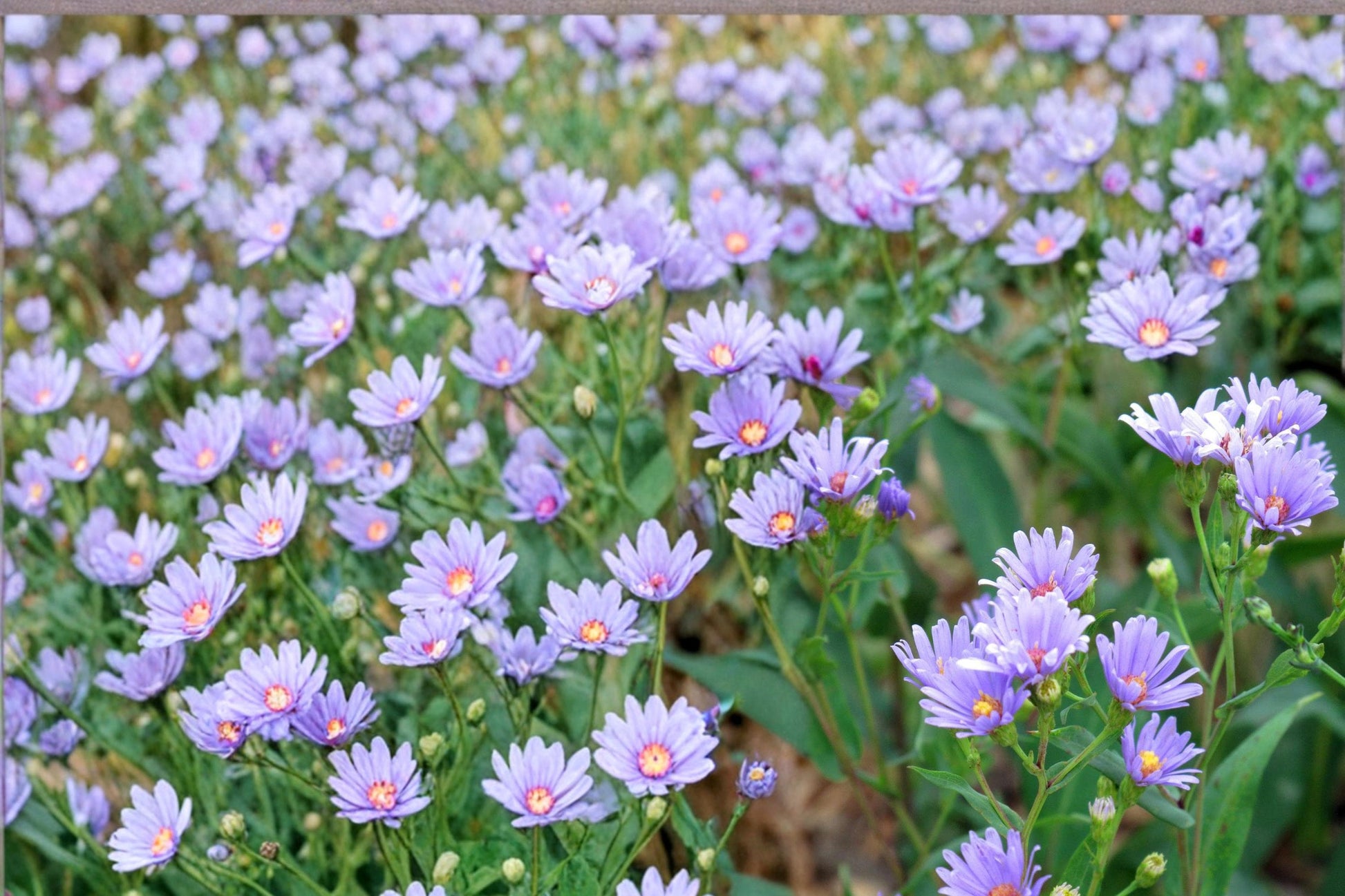 Smooth Blue Aster Seeds – Symphyotrichum laeve, Native Perennial with Blue Lavender Flowers, Prairie & Garden Plant, 100 Seeds