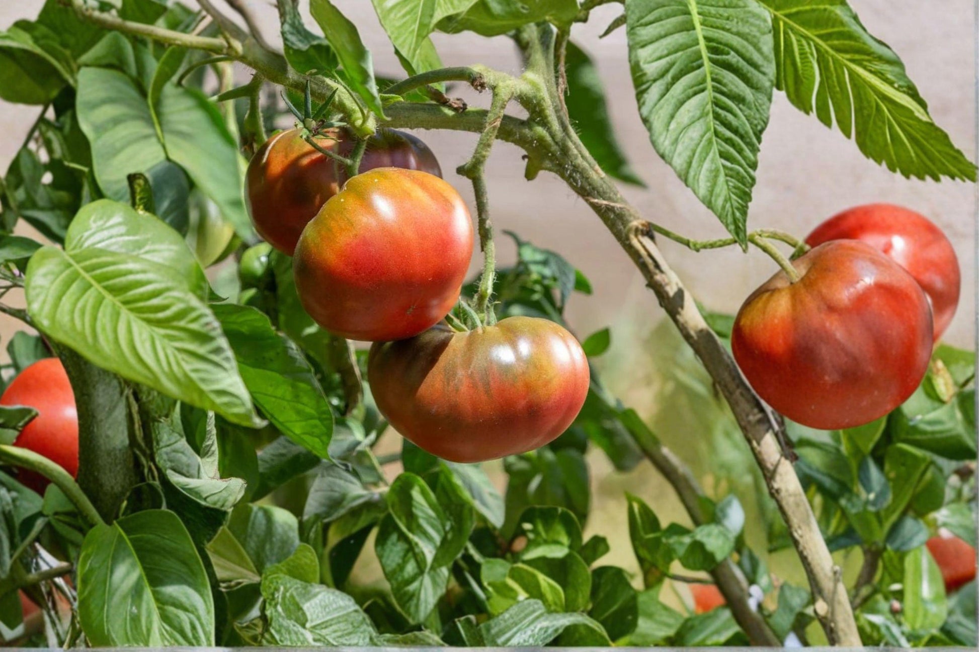 Black Brandywine Tomato Seeds - Heirloom Beefsteak, Indeterminate, Rich Flavor, High Yield, Non-GMO, 30+ Seeds