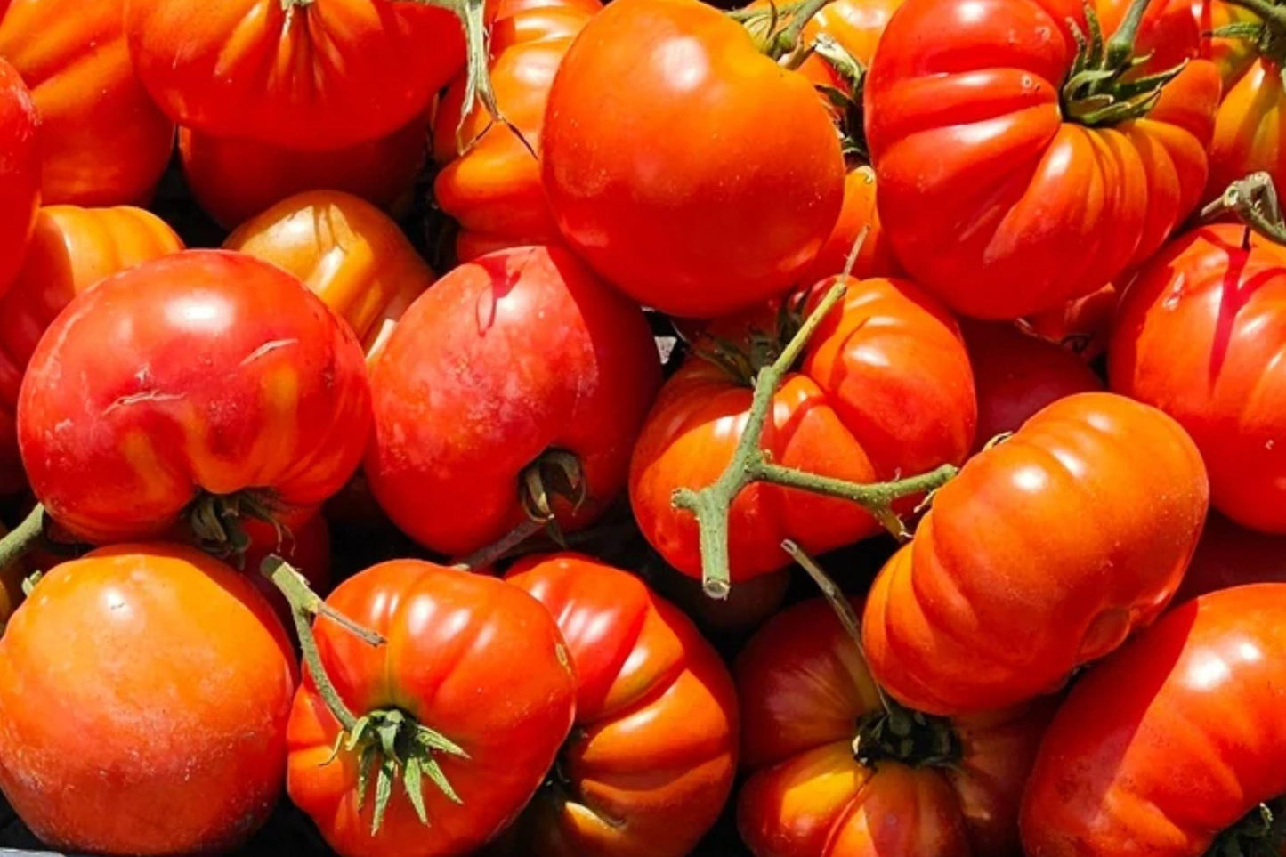 German Giant Heirloom Tomato Seeds | Pink Beefsteak, Indeterminate, 30+ Seeds, Rich Flavor, Solanum lycopersicum