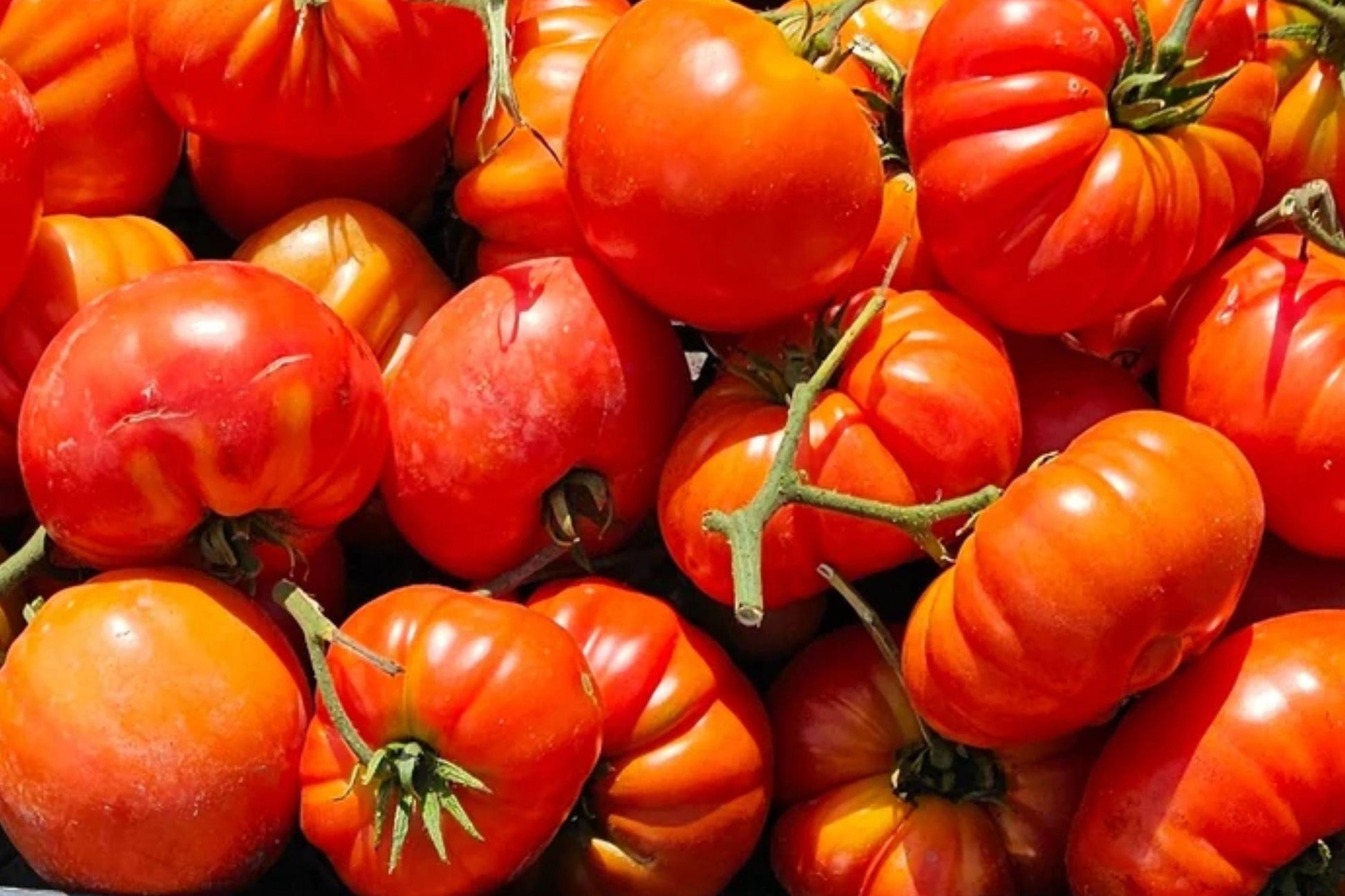 German Giant Heirloom Tomato Seeds | Pink Beefsteak, Indeterminate, 30+ Seeds, Rich Flavor, Solanum lycopersicum
