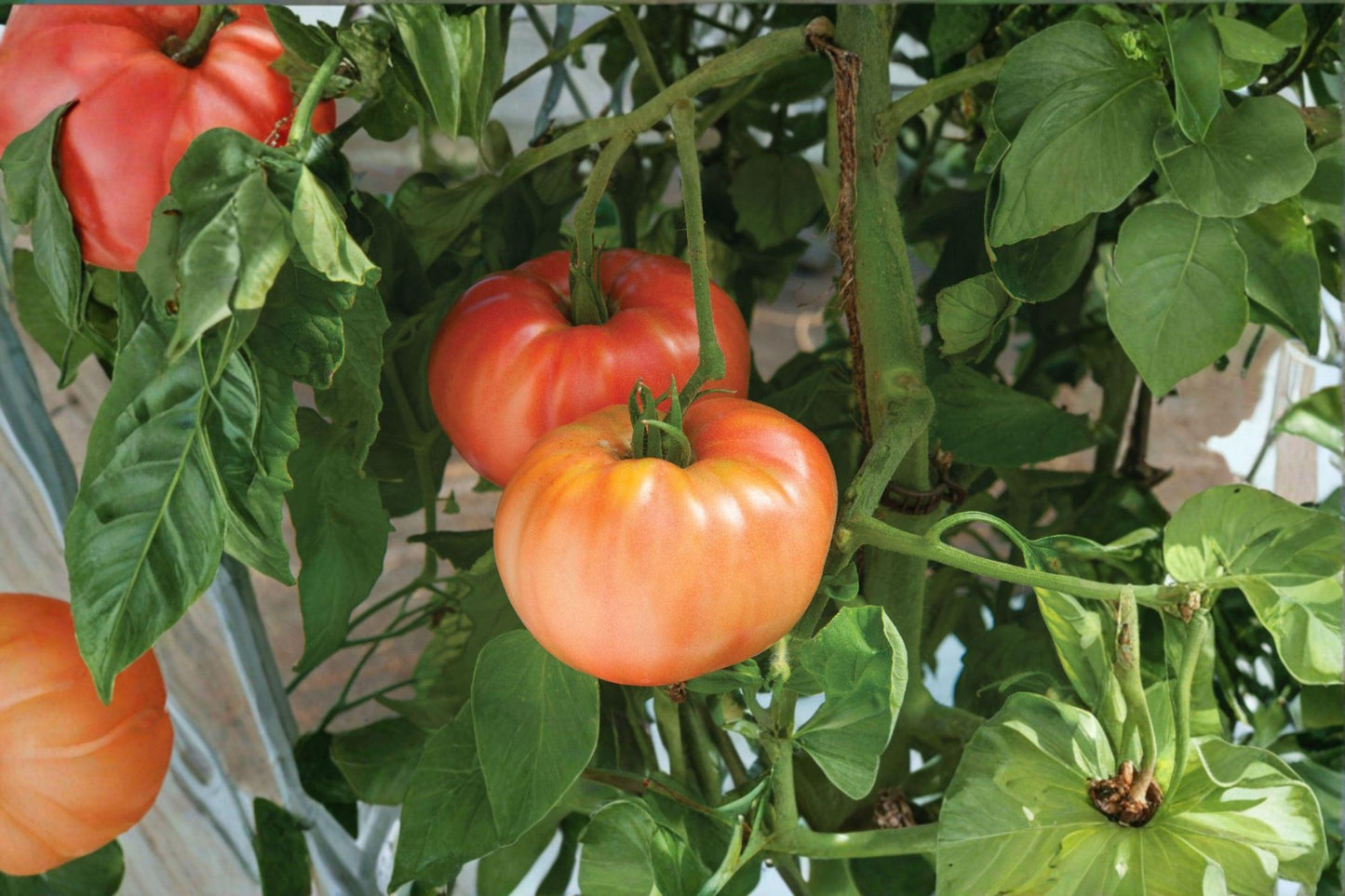 German Johnson Heirloom Tomato Seeds | Large Pink Beefsteak, Indeterminate, Rich Flavor, Non-GMO, 30+ Seeds