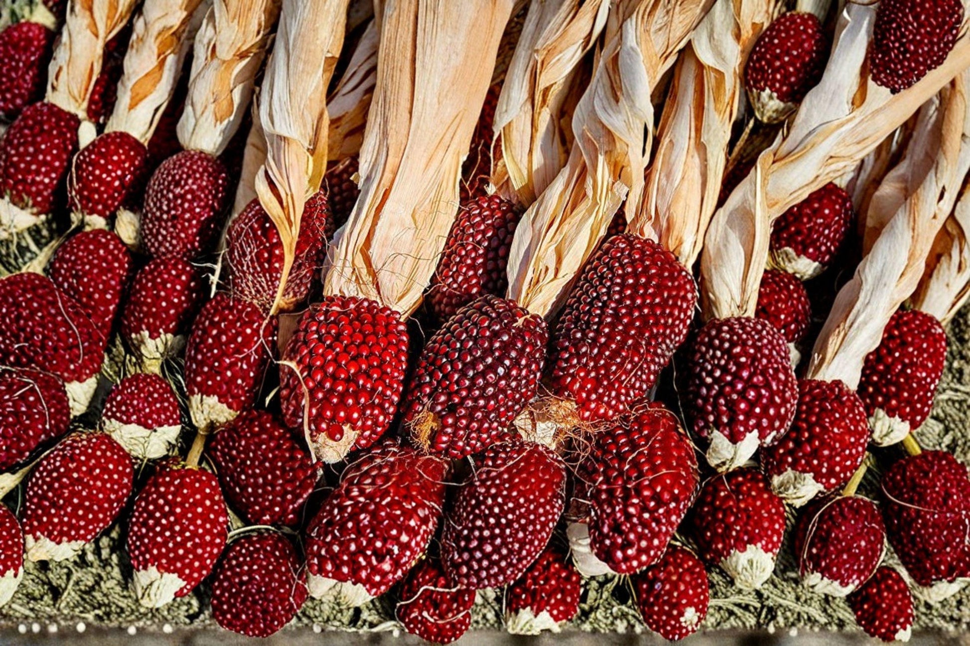 Strawberry Ruby Heirloom Corn Seeds | Ornamental Red Kernel Popcorn | Non-GMO, Organic, 30+ Seeds