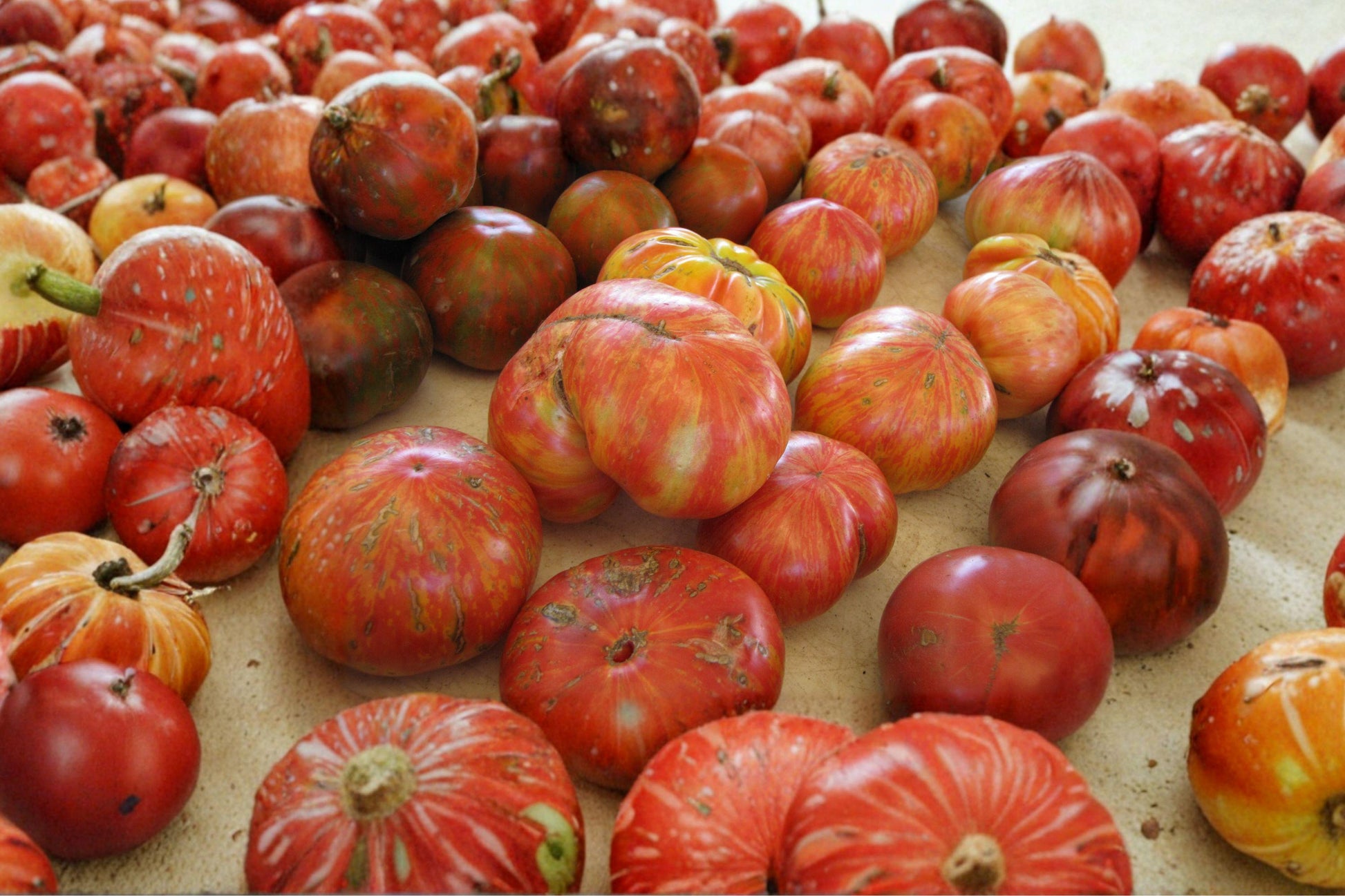 Vintage Wine Striped Tomato Seeds, Heirloom Beefsteak, Non-GMO, Indeterminate, 30+ Seeds