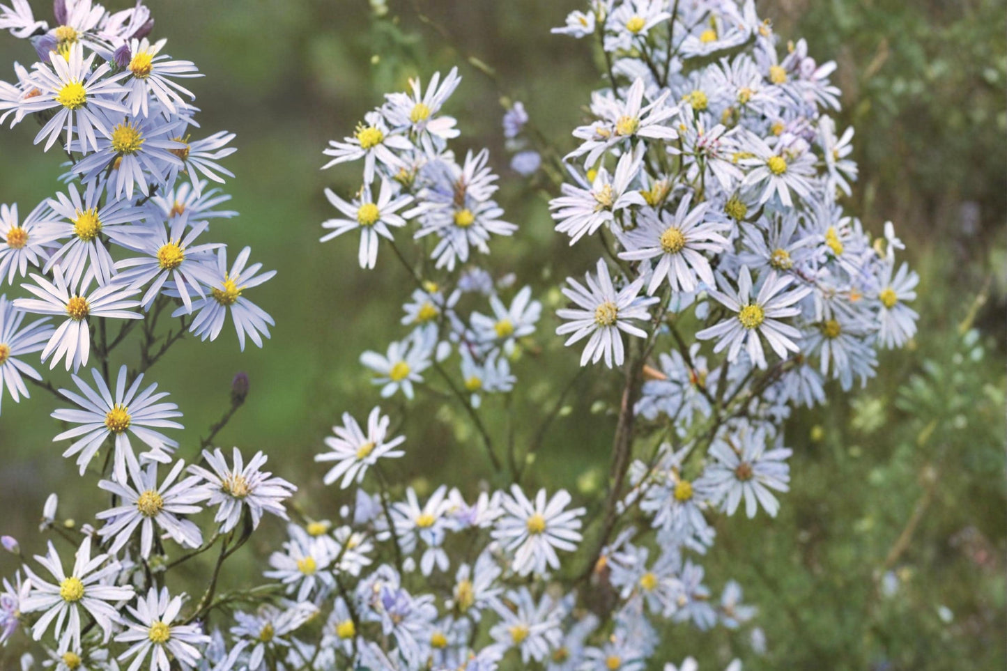 Sky Blue Aster Seeds, Symphyotrichum oolentangiense, Native Perennial with Blue Flowers, 100 Seeds