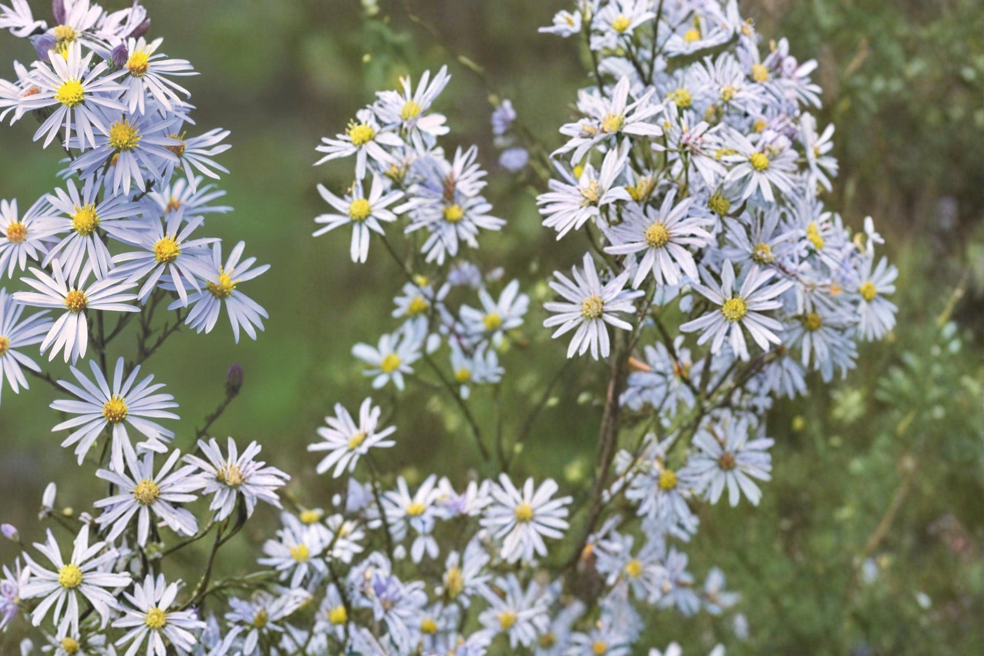 Sky Blue Aster Seeds, Symphyotrichum oolentangiense, Native Perennial with Blue Flowers, 100 Seeds
