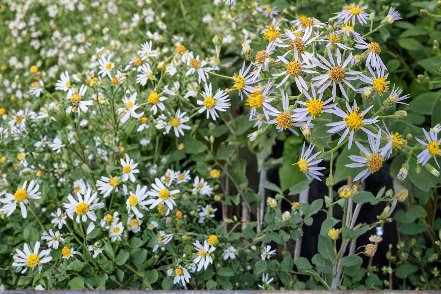 Crooked-Stemmed Aster Seeds 100 Pack – Symphyotrichum prenanthoides Native Perennial with Lavender Blue Flowers