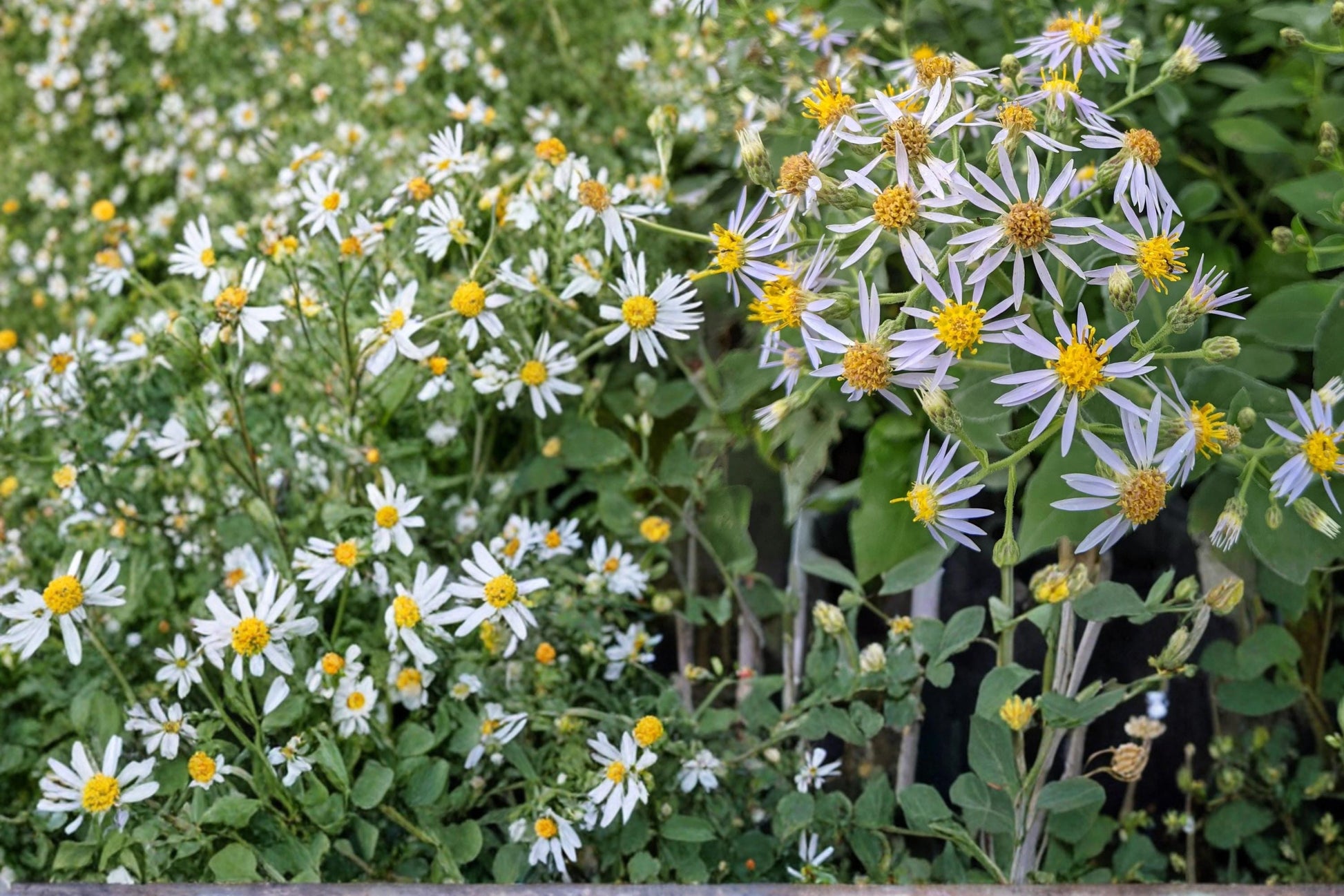 Crooked-Stemmed Aster Seeds 100 Symphyotrichum prenanthoides Herbaceous Perennial Lavender Blue Wildflower Plant