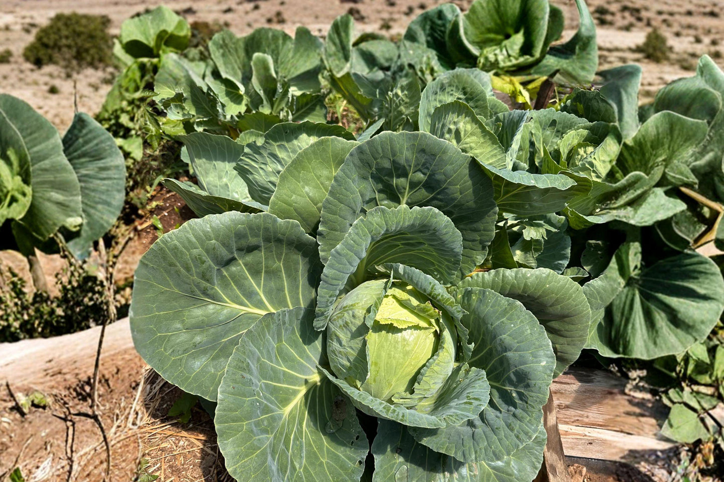 Early Jersey Wakefield Cabbage Seeds - Heirloom, Non-GMO, Sweet Flavor, High Yield, Compact Head, Vegetable Seeds