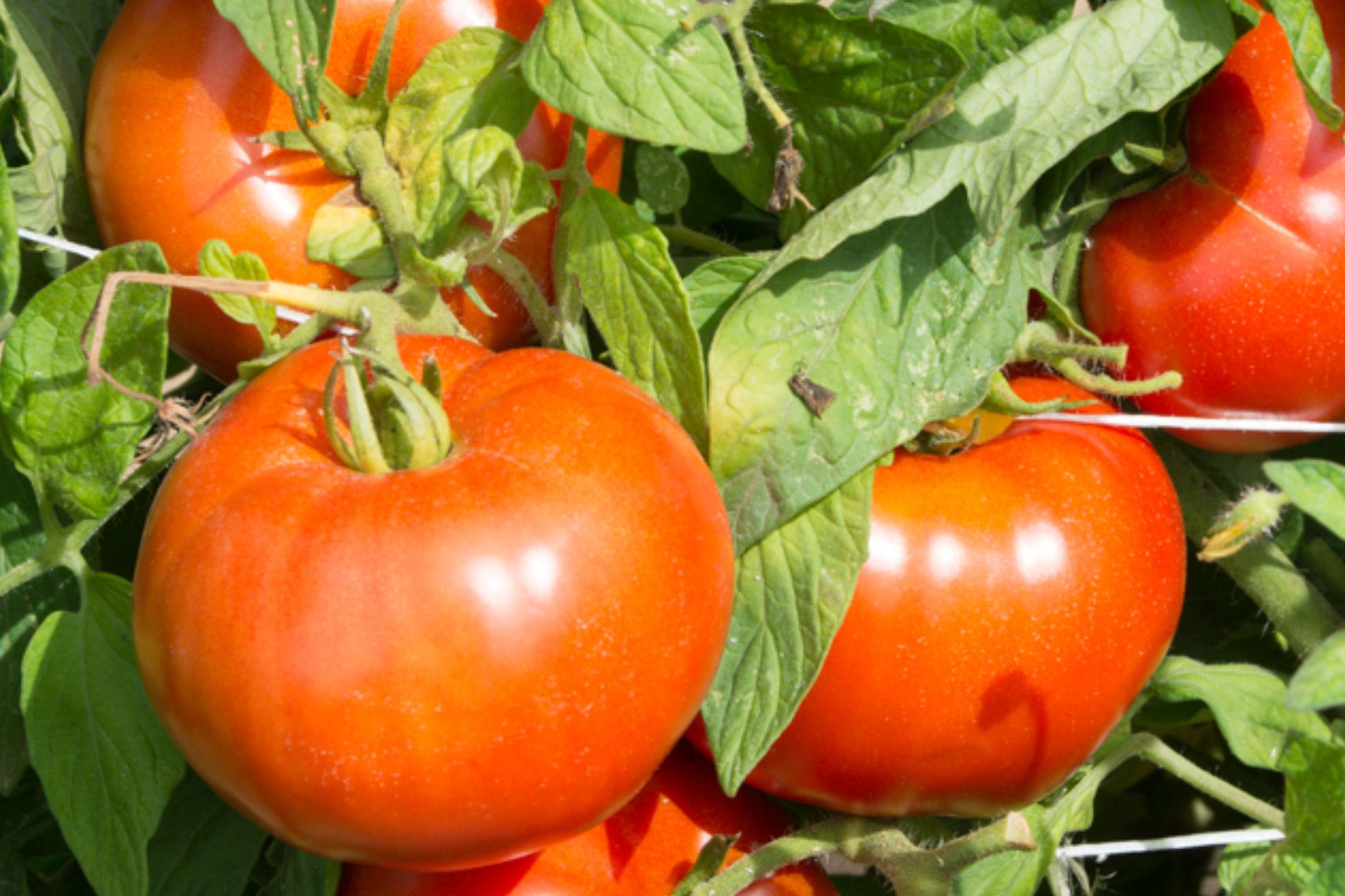 Jersey Beefsteak Tomato Seeds - Heirloom Non-GMO Large Red Juicy Slicing Tomatoes for Garden, Container, and Raised Bed Growing