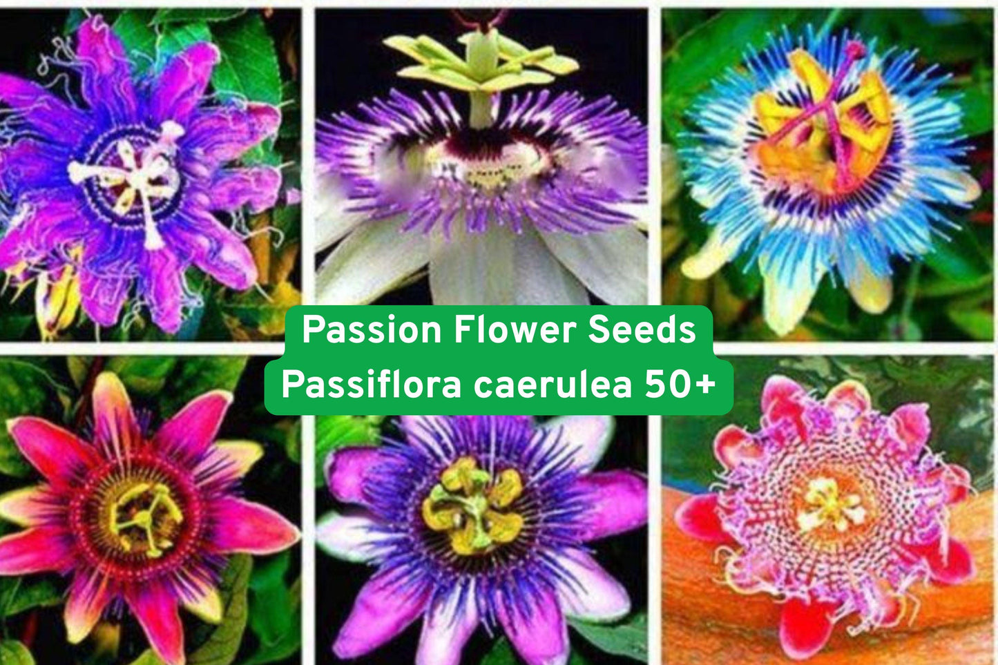 passion flower seeds,passiflora caerulea,exotic climbing vine,tropical flower seeds,blue and purple blooms,pollinator garden plant,trellis vine seeds,flowering vine seeds,fast-growing garden vine,ornamental climbing plant,butterfly attracting seeds,outdoor garden seeds,unique flower seeds