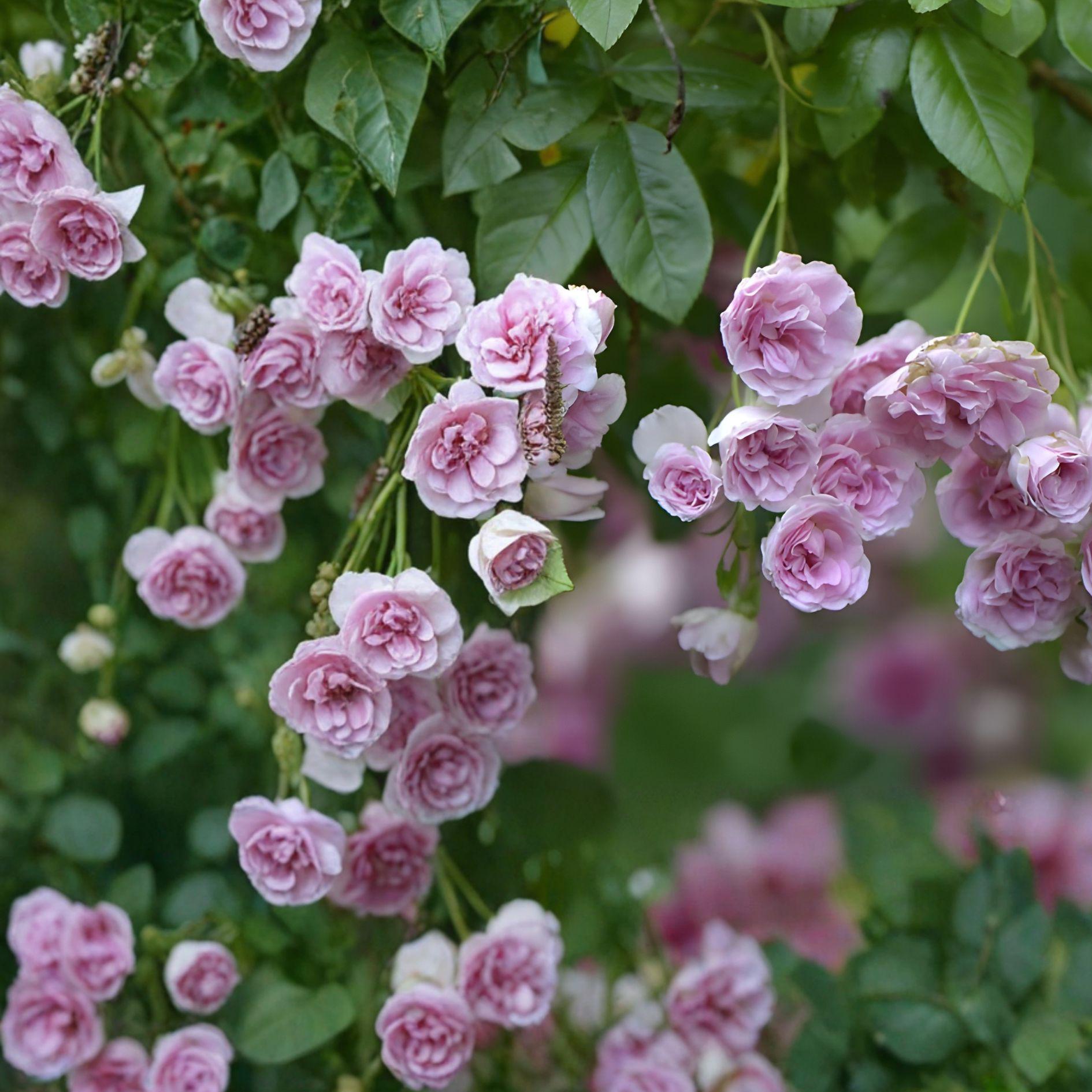 Seven Sisters Rose Plant | Heirloom Climbing Rose | Fragrant Dark Pink Blooms | Rosa multiflora