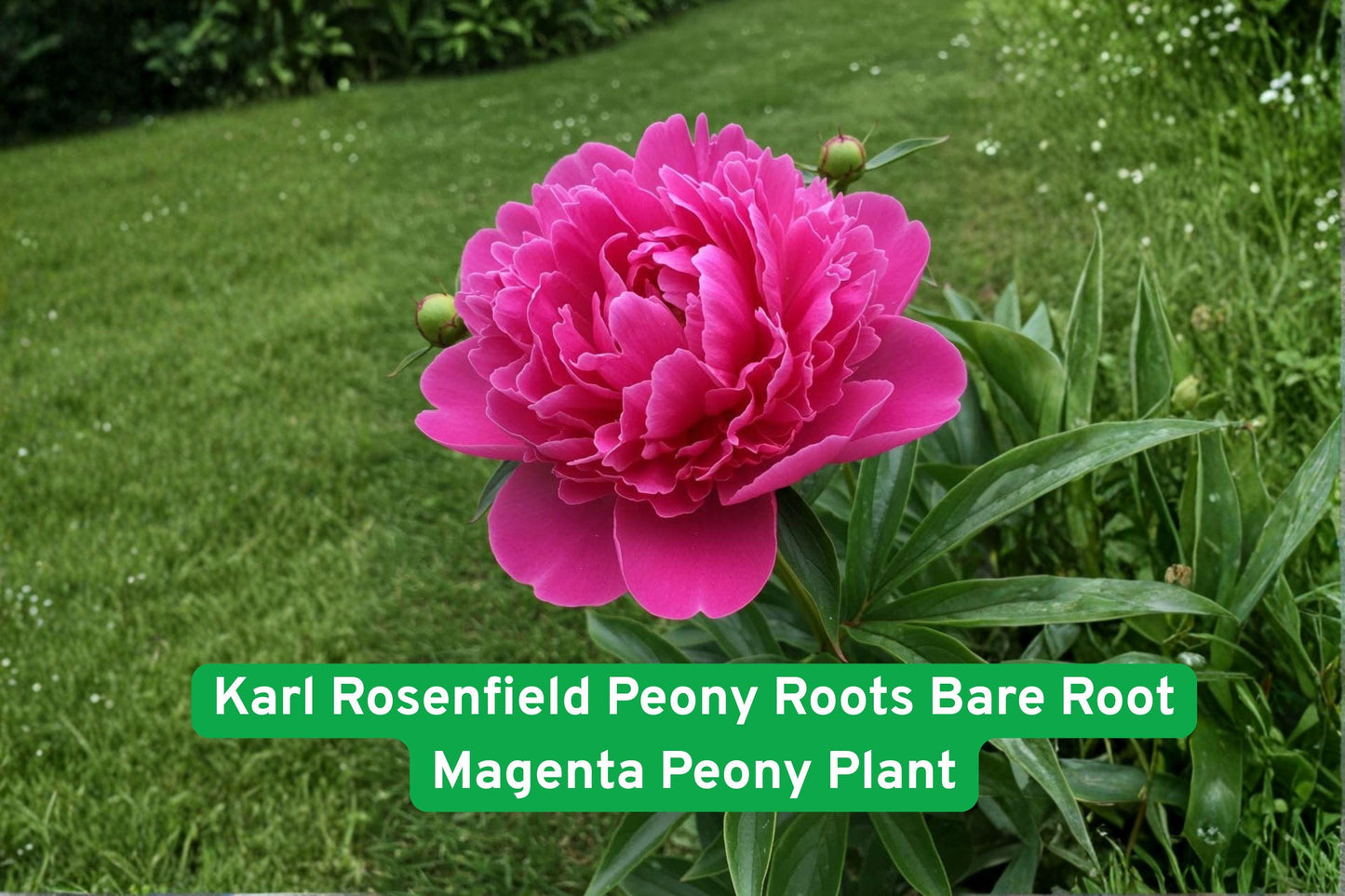peony roots, magenta peony, fragrant peony, perennial flower, garden peony plant, cut flower peony, outdoor flowering plant, hardy peony root, blooming garden plant, landscape peony, flower bed plant, easy care peony, bold color flowers