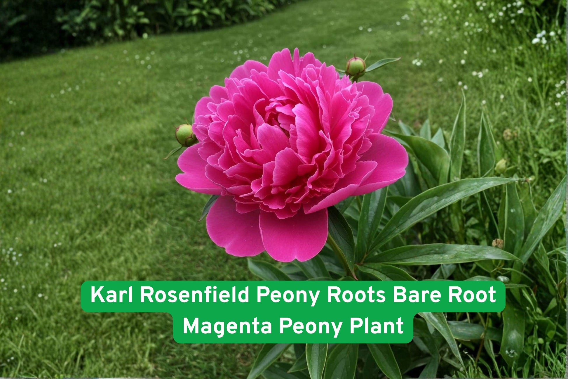 peony roots, magenta peony, fragrant peony, perennial flower, garden peony plant, cut flower peony, outdoor flowering plant, hardy peony root, blooming garden plant, landscape peony, flower bed plant, easy care peony, bold color flowers