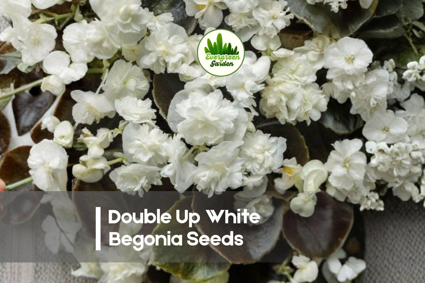 Double Up White Begonia Seeds – 25 Pack, Tuberhybrida, White Double Blooms, Shade Garden, Container, Border, Mounded Growth