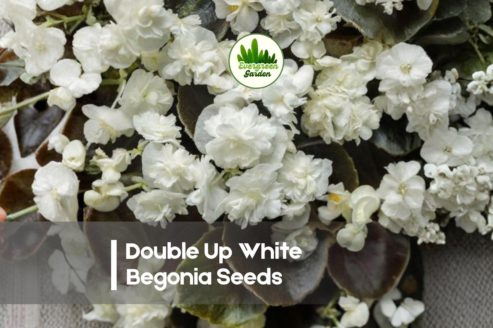 Double Up White Begonia Seeds – 25 Pack, Tuberhybrida, White Double Blooms, Shade Garden, Container, Border, Mounded Growth