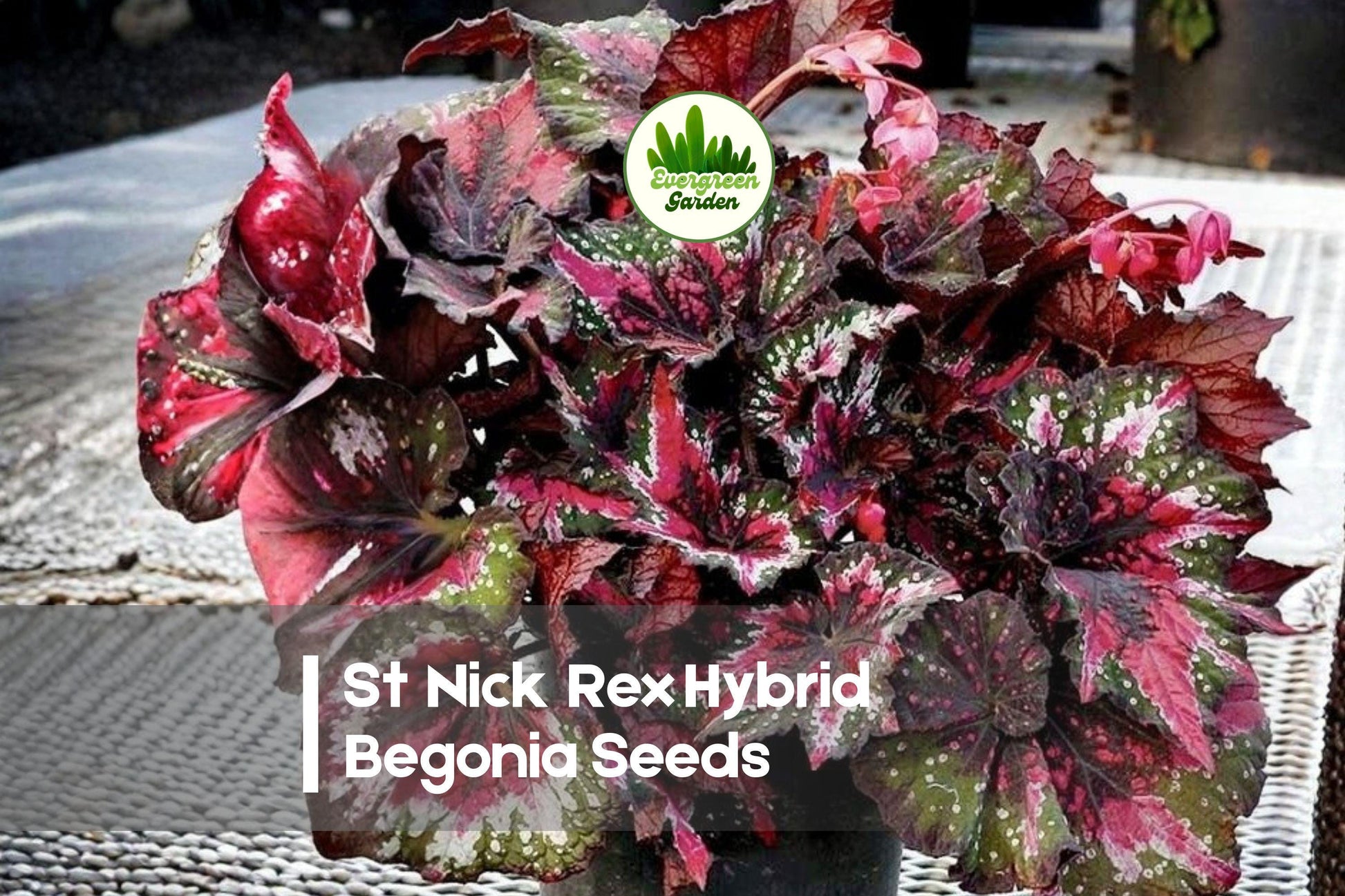 25 St Nick Rex Hybrid Begonia Seeds – Foliage Plant for Shade Gardens, Containers, Indoor Displays – Begonia rex hybrid
