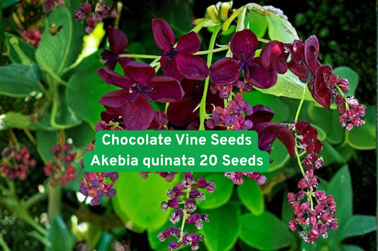 Chocolate Vine Seeds, Akebia quinata, Climbing Vine Seeds, Fragrant Flower Seeds, Exotic Garden Seeds, Trellis Climber Seeds, Purple Flower Seeds, Vertical Garden Seeds, Fence Cover Seeds, Outdoor Plant Seeds, Fast-Grow Vine Seeds, Garden Ornament Seeds, Rare Plant Seeds
