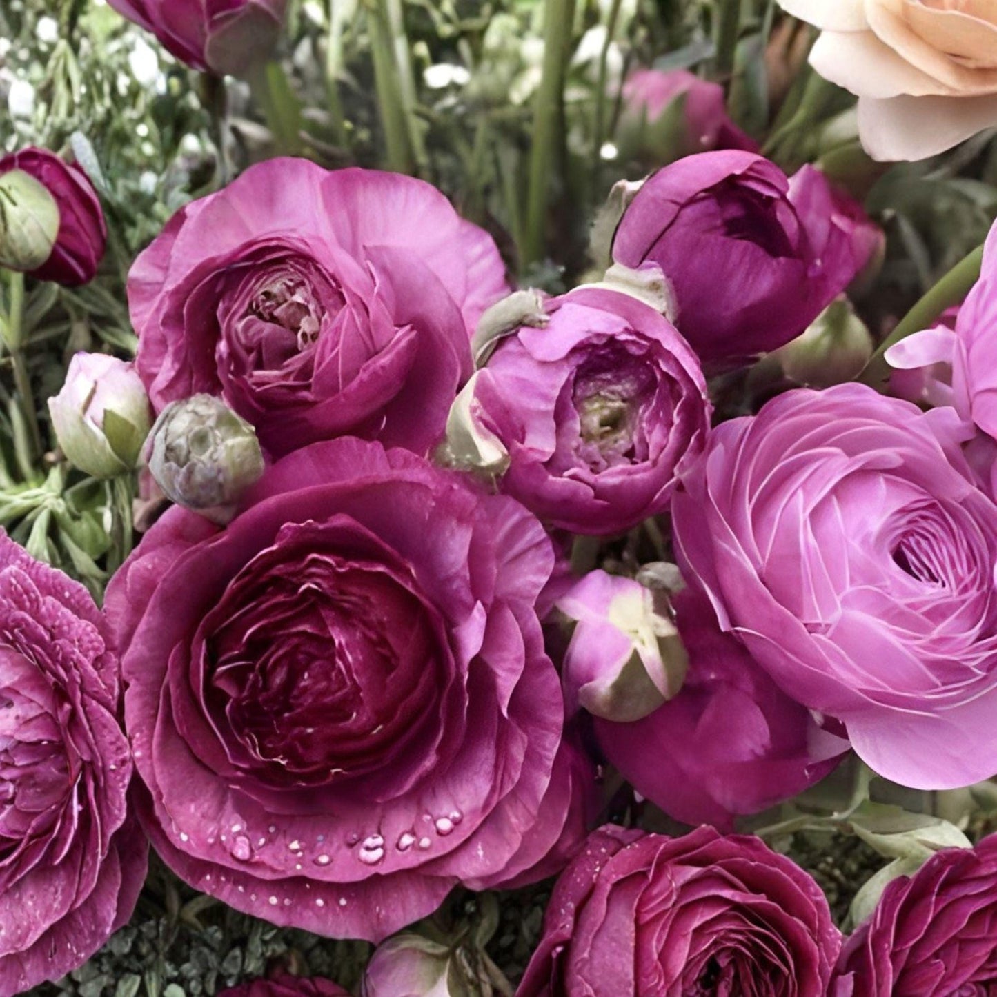 Purple Ranunculus Bulbs – Peony-Style Blooms, Flowering Bulb, Ranunculus asiaticus, Fall & Spring Planting