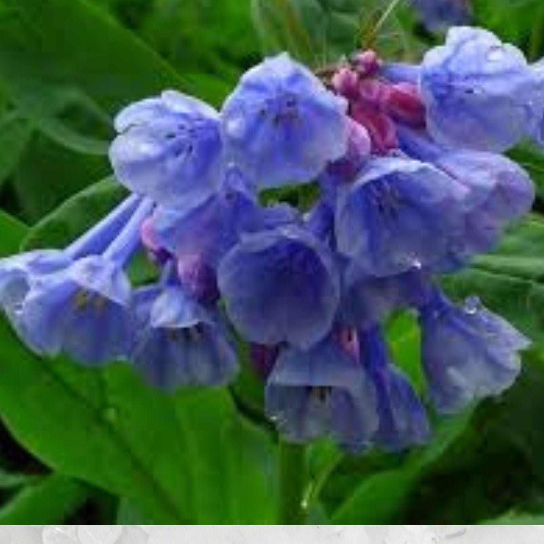 Virginia Bluebells Seeds – 10 Pack, Mertensia virginica, Spring Wildflower, Shade Garden Perennial, Pink-to-Blue Blooms