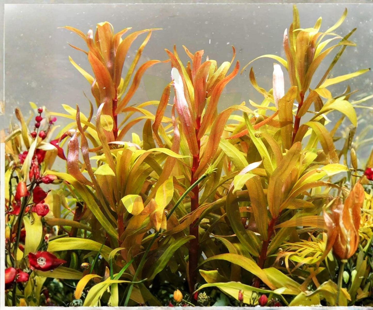 Nesaea Pedicellata Golden Live Aquarium Plant Stem - Vibrant Red and Gold Freshwater Aquascape, 4-8 Inches