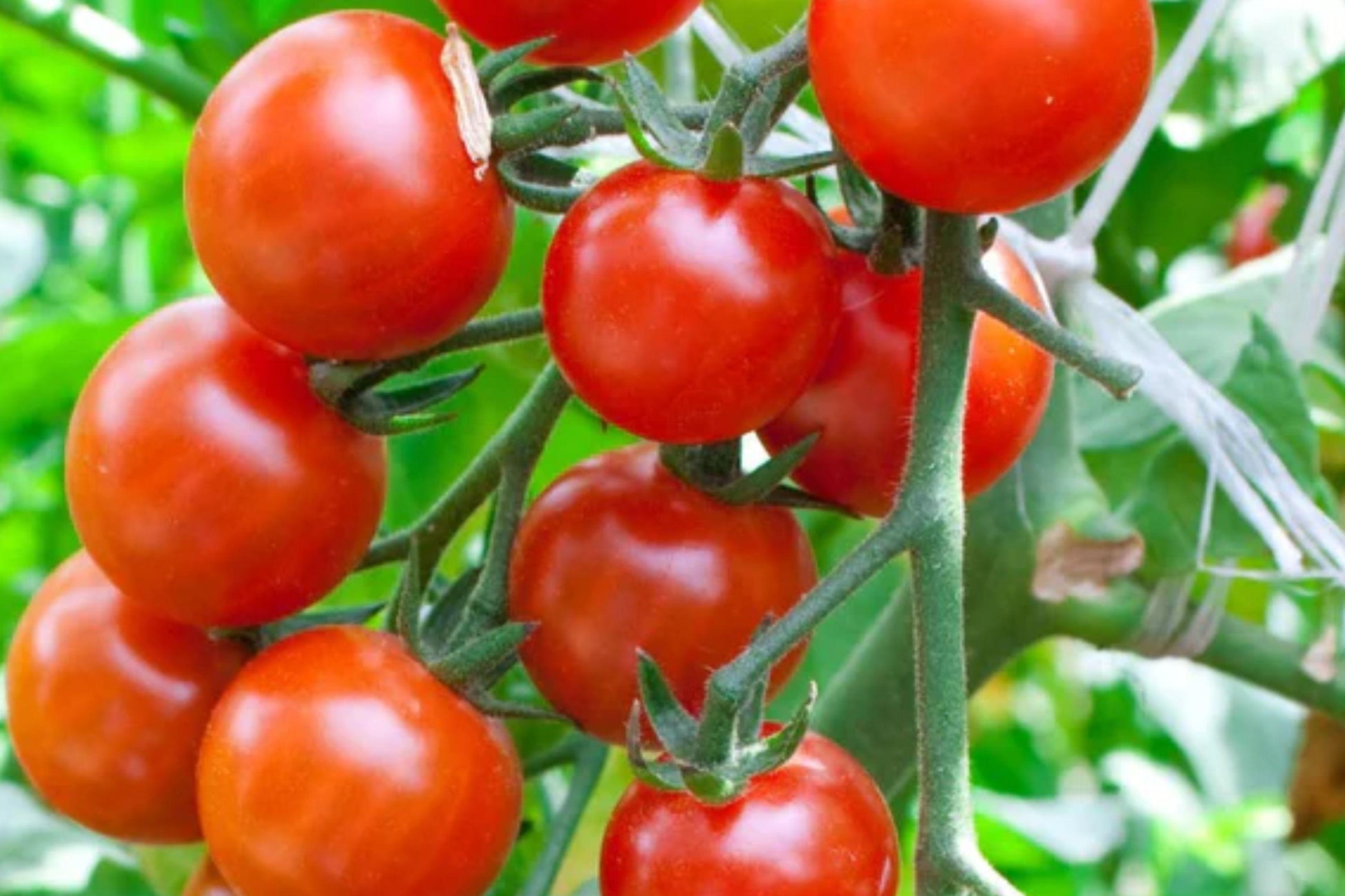 Rare Heirloom Cherry Tomato Seeds – Small Sweet Red Fruit, Indeterminate, Non-GMO, Garden, Container, 10+ Seeds